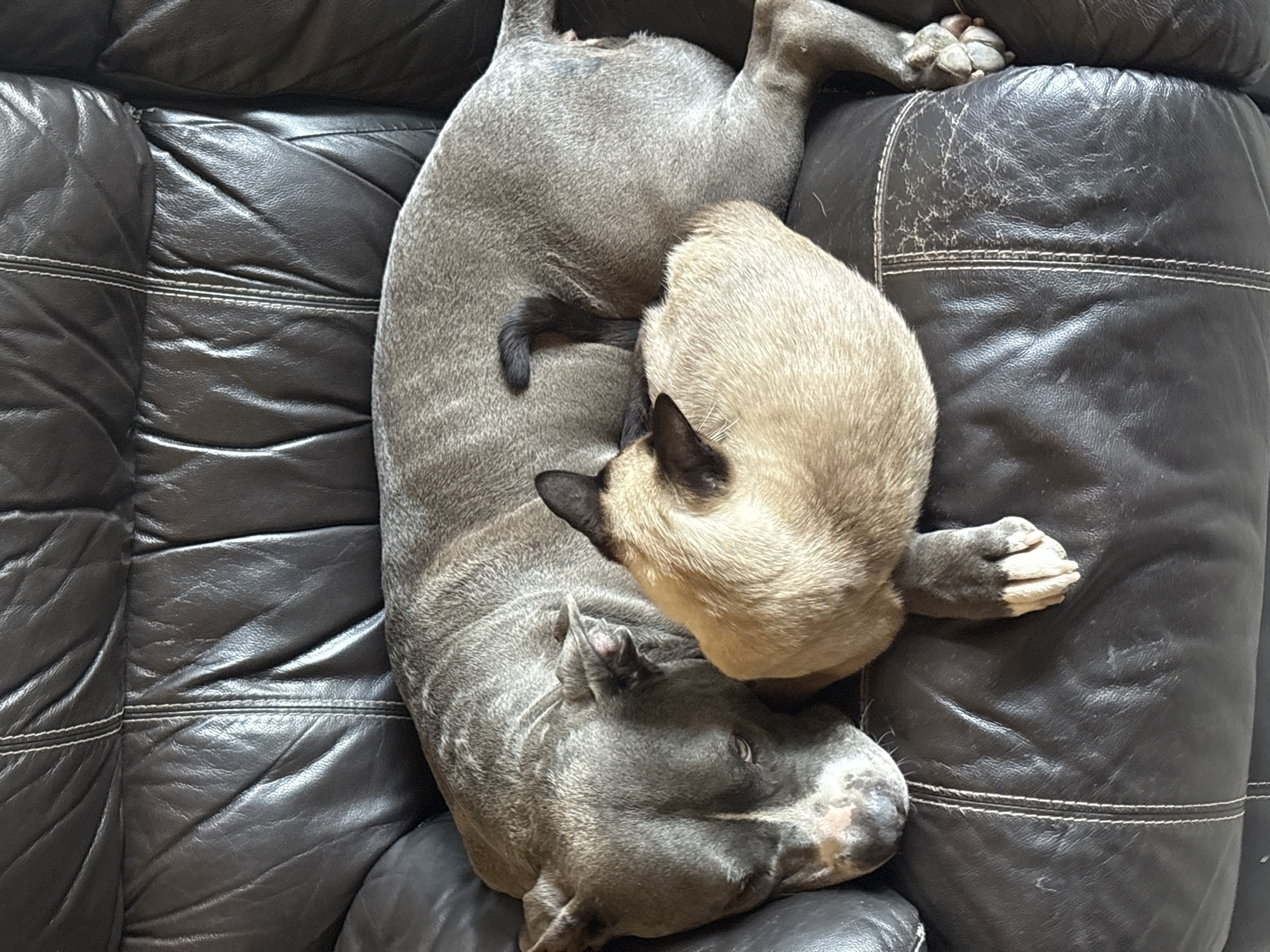 A gray dog and a tan and black cat are sleeping together on a black leather couch. The dog is lying on its back with the cat curled up on its stomach. The couch has a worn appearance. The location of the image is unknown and therefore cannot be associated with Esch-sur-Alzette, Luxembourg.