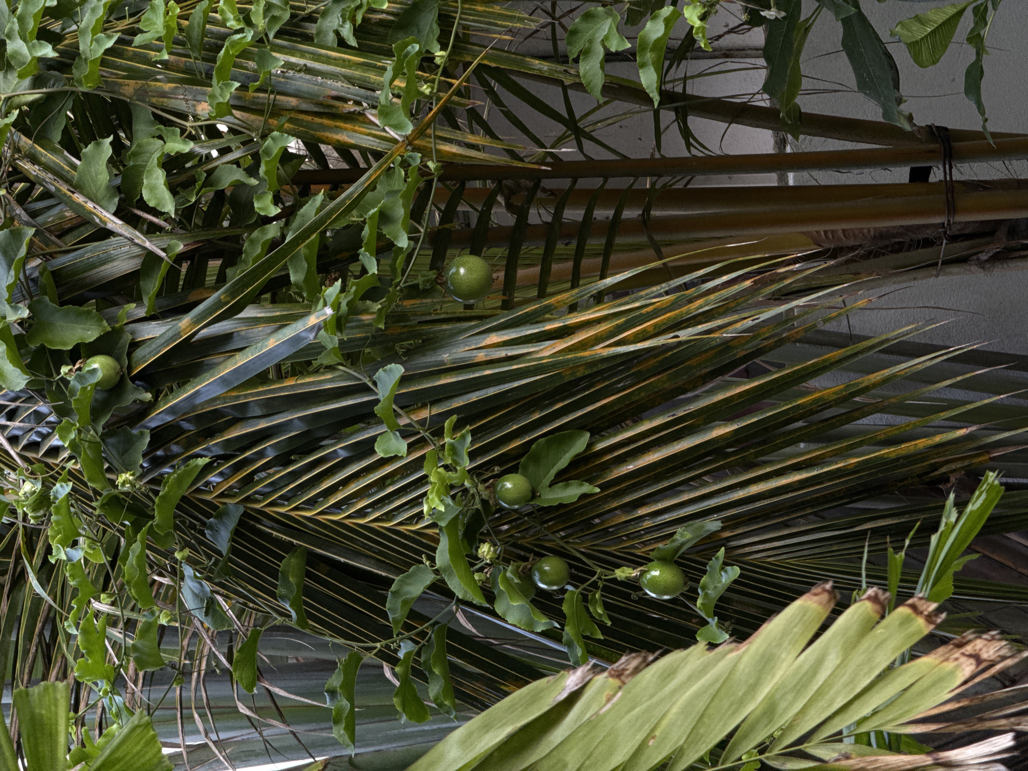 In the city of Goviyapana, Sri Lanka, a close-up shot captures the intricate details of a passion fruit vine entwined with palm fronds. The passion fruit, a vibrant green, hangs suspended amidst the lush foliage. The palm fronds, with their characteristic elongated leaves, are a mix of green and yellow hues, some showing signs of browning at the tips. The scene is set against a muted background, suggesting an outdoor environment, possibly a garden or a natural setting, where the tropical flora thrives. The lighting is soft, highlighting the textures and colors of the plants.
