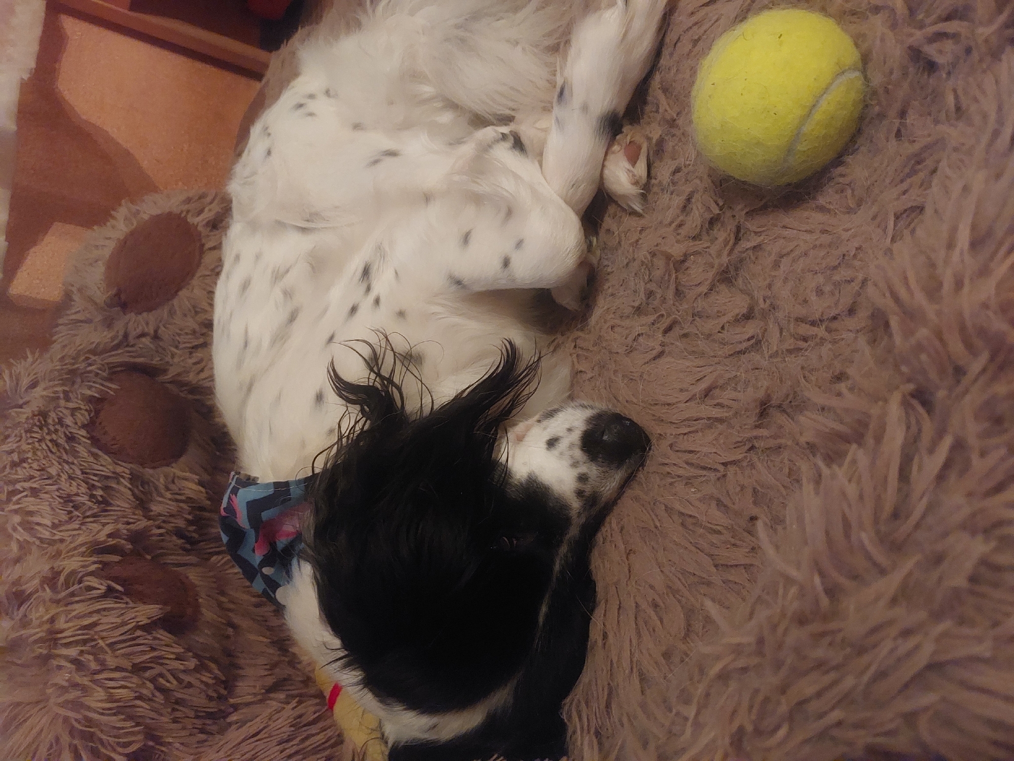A black and white spotted dog lies on its back on a brown furry surface next to a yellow tennis ball. The dog's head is mostly black, with white spots on its nose. It has long, dark ears and a patterned collar around its neck. The furry surface is also part of a teddy bear with two brown ears appearing on the lower-left of the image. The background shows a wooden floor. The location in Tsarevo, Bulgaria is unknown, without any indication of location to be extracted.