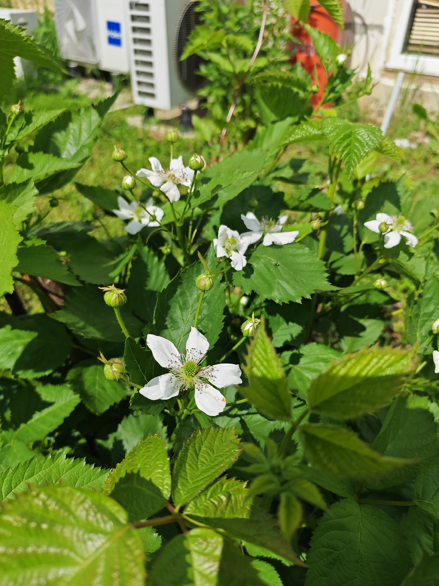 The image captures a close-up view of white flowers and lush green foliage, likely from a blackberry bush or similar bramble, under bright daylight. Several five-petaled white flowers with prominent green centers and numerous white stamens are visible, some fully bloomed and others still in bud form. The leaves are deeply veined and serrated, showing various shades of green, indicating both mature and newer growth.
In the blurred background, two white outdoor air conditioning units are partially visible. One unit on the right clearly features a blue logo with the text "HAI". The other unit, situated behind and to the left, is similar in appearance. Beyond the plants and units, a patch of green grass and a part of a building structure can be seen.
The strong shadows and bright highlights suggest a sunny day, likely mid-morning or afternoon. The setting is outdoors, in what appears to be a garden or an overgrown area adjacent to a building. The location context provided is Rybolovo, Russia.