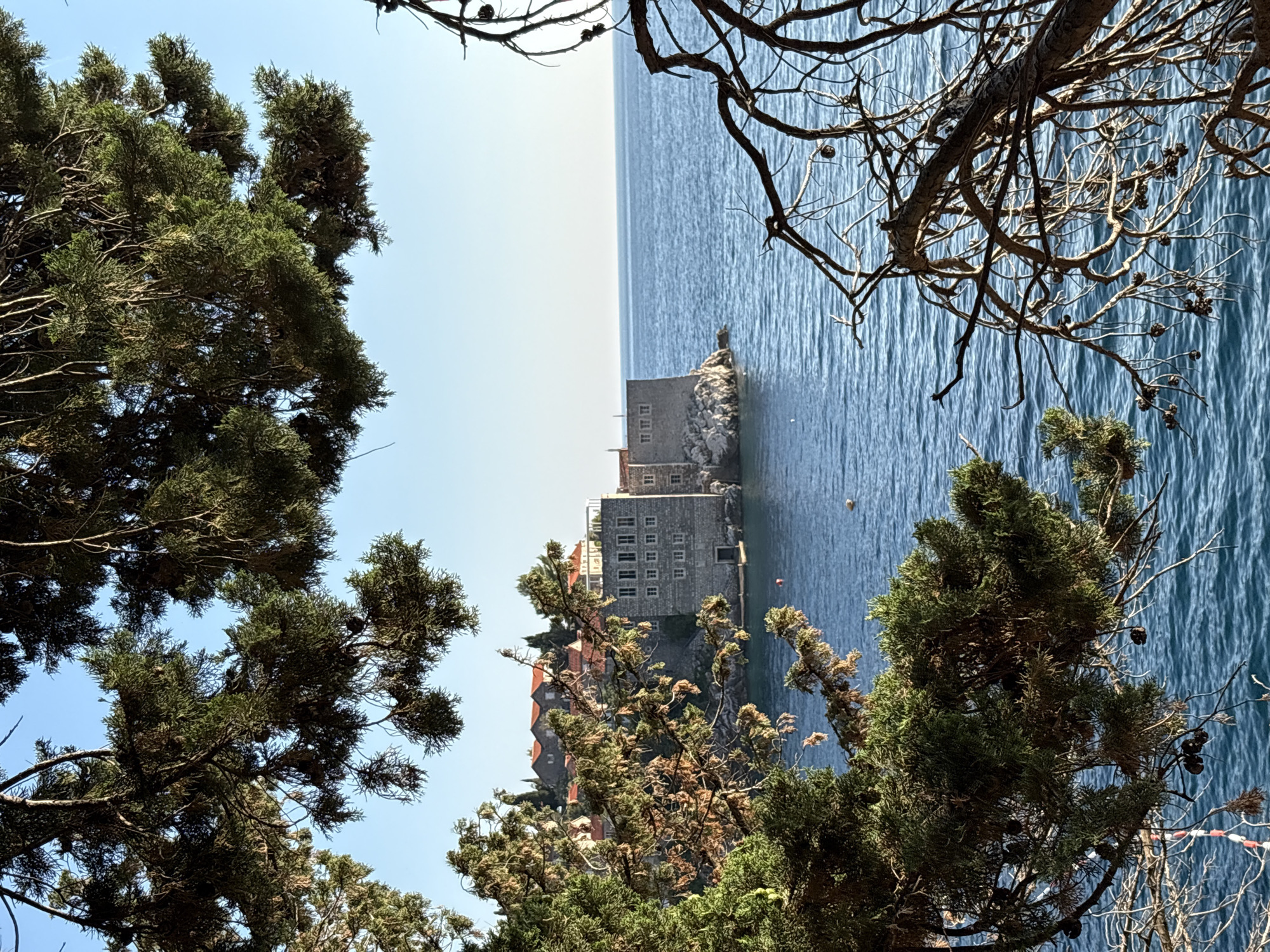 The image depicts a view of Sveti Stefan island in Montenegro, as seen through the branches of pine trees. The island, a fortified village with red-tiled roofs and stone buildings, is situated on a rocky outcrop jutting into the clear blue Adriatic Sea. In the foreground, the dark green needles of the pine trees frame the scene, with some dry, bare branches also visible. The water is calm, with gentle ripples on its surface. The sky is a clear, pale blue, indicating a sunny day. There are no people or specific actions captured in the image; it is a static, scenic view.