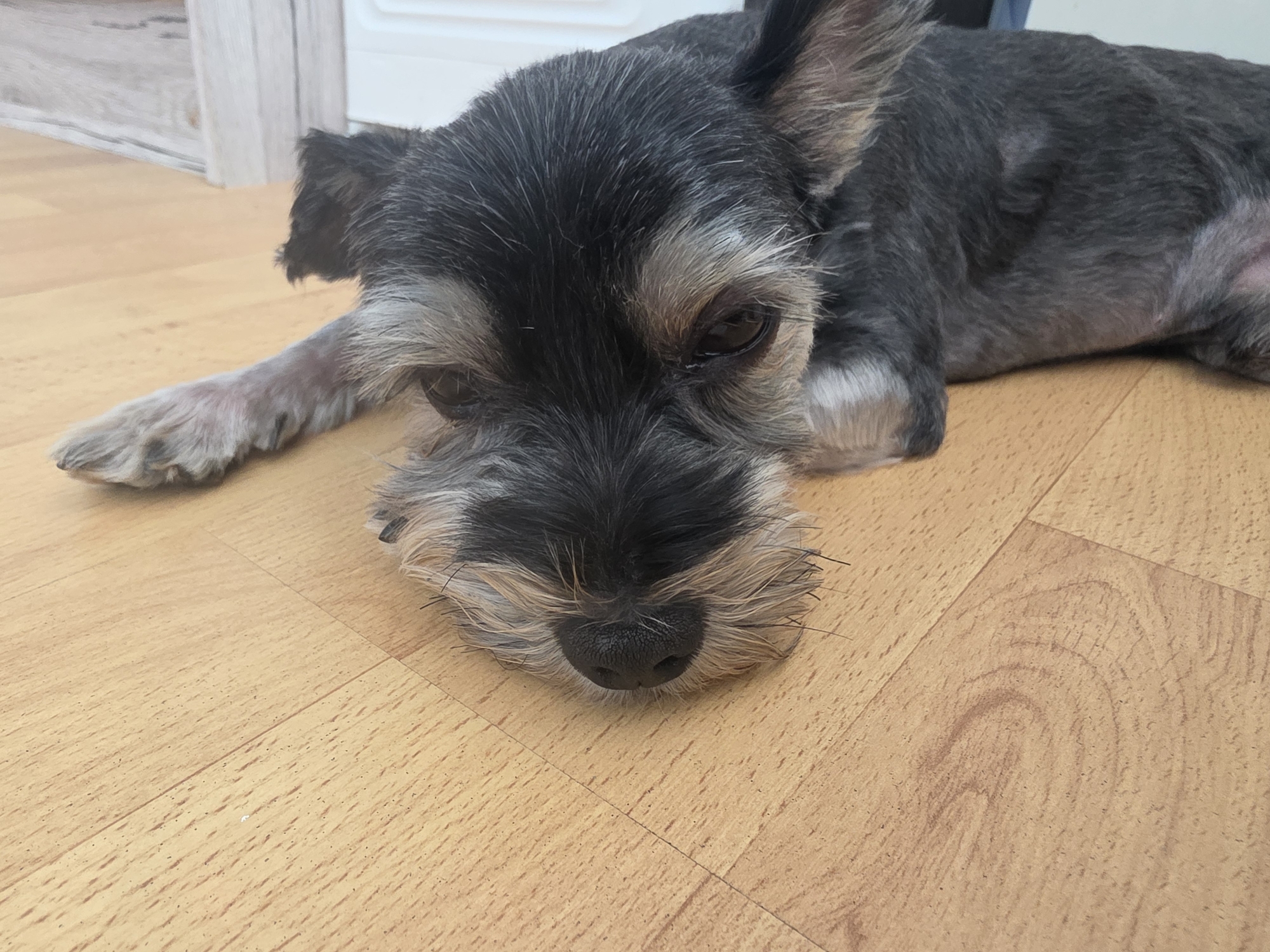 The image shows a miniature schnauzer dog lying down on a light-colored wooden floor. The dog's head is resting on the floor, with its nose close to the ground. The dog has black and gray fur and appears to be looking towards the camera with a sad or tired expression. The background is out of focus, but it appears to be an indoor setting, possibly a room with a door or wall visible. The lighting is soft and natural, suggesting it might be daytime. There is no indication of the city of Munich, Germany.