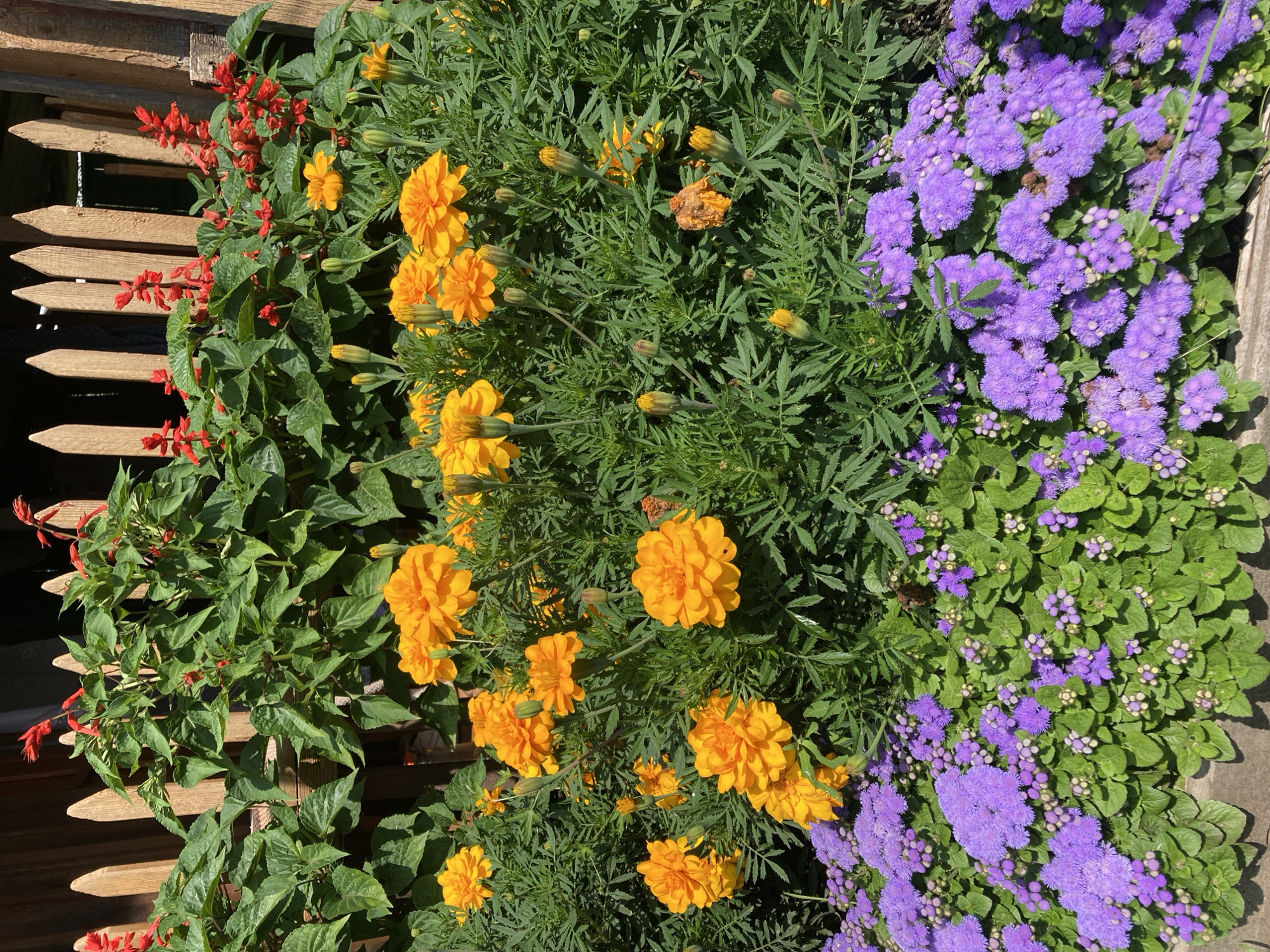 In the foreground of the image, a dense cluster of vibrant purple flowers with small, fuzzy blossoms and green foliage fills the bottom portion of the frame. Behind these purple flowers, a variety of bright orange marigolds are in full bloom, with some buds also visible. The marigolds have layered petals and are interspersed with their characteristic fern-like green leaves. Further back, and towards the top of the image, taller green plants with red flowers on long stalks are visible. These red flowers are tubular in shape and grow in spikes. The entire floral arrangement is set against a backdrop of a weathered wooden fence, with vertical planks that vary slightly in color and texture. The fence casts shadows and appears to be situated outdoors, possibly in a garden or yard. Sunlight is illuminating the scene, highlighting the colors and textures of the flowers and foliage. The overall impression is one of a colorful and abundant garden display.