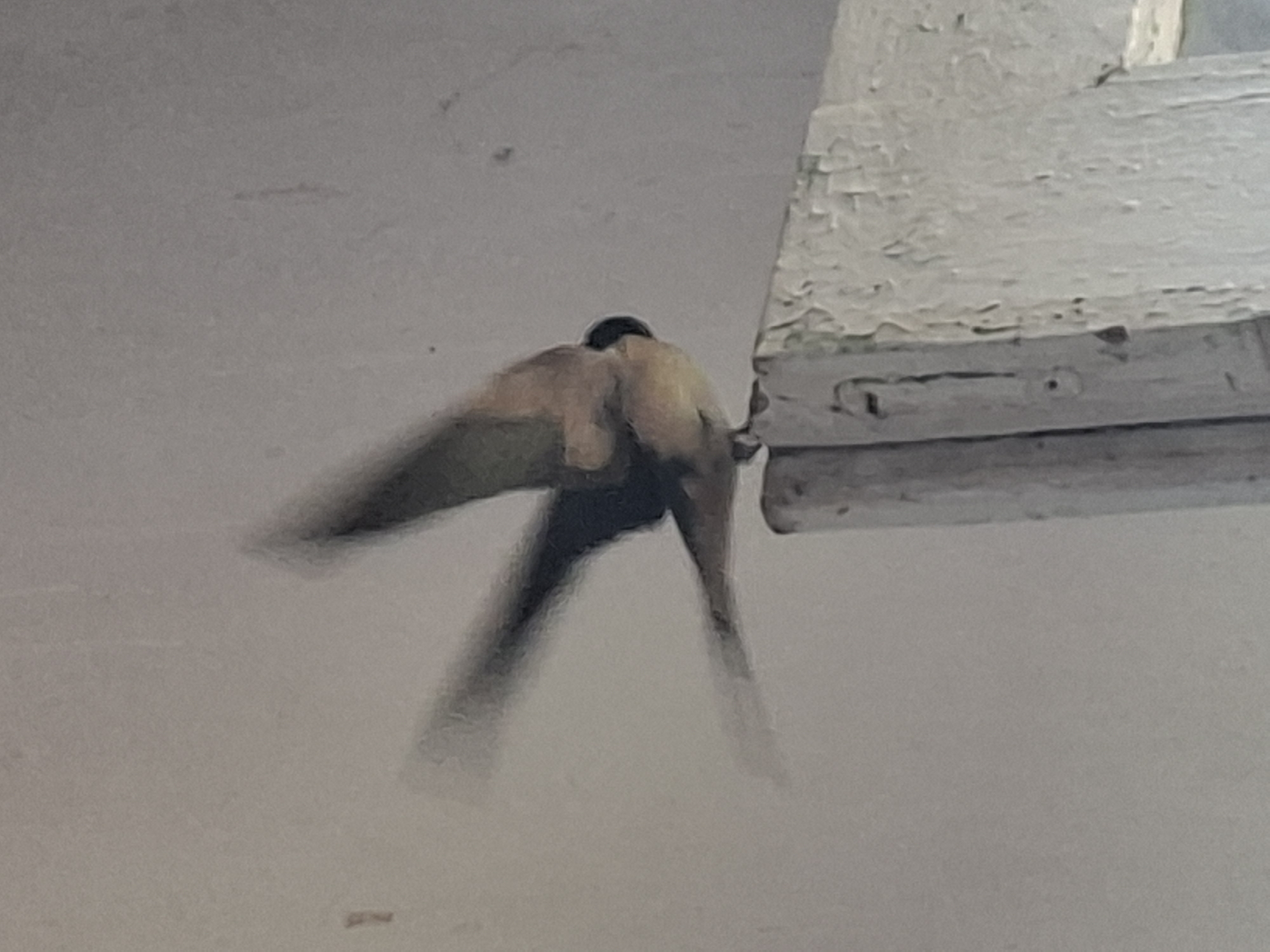 A swallow is clinging to the corner of a white, flaking wooden structure against a grey ceiling. The swallow's wings are blurred, suggesting movement. The location is in Pokrovan, Bulgaria.
