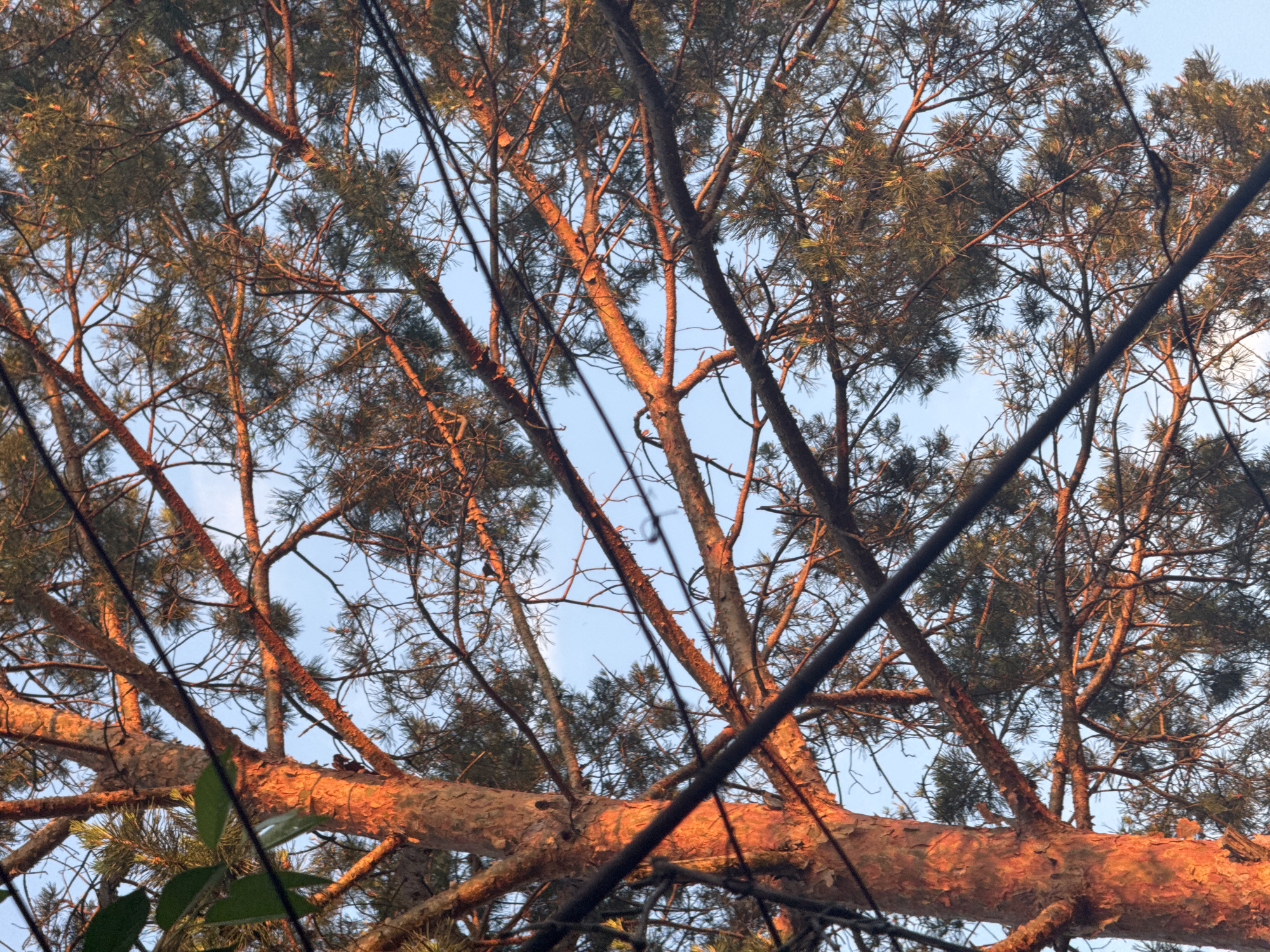 The image captures a detailed view of a coniferous tree, likely a pine, illuminated by warm, low-angle sunlight, situated in the city of Ohuivka, Ukraine. The main subject is the tree's trunk, visible on the left, displaying rugged reddish-orange bark where the sun strikes it directly. Numerous branches extend across the frame, some dense with dark green needles and small pine cones, while others appear more sparsely covered or bare. The background consists of a clear, light blue sky, indicating fair weather, possibly during early morning or late afternoon. Multiple dark, thick utility cables or wires crisscross diagonally and horizontally across the foreground and midground, partially obscuring parts of the tree's structure. No individuals, animals, or specific actions are discernible within the frame.
