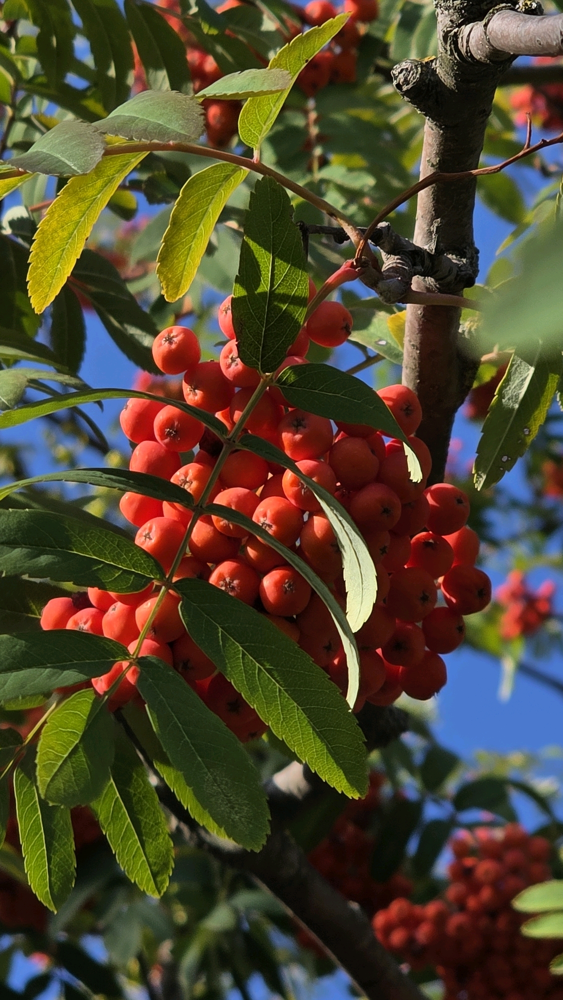 This is a close-up, vertical, outdoor photograph of a cluster of bright red rowan berries (Sorbus aucuparia) on a branch, bathed in natural sunlight. The berries are small, round, and appear to be in various stages of ripeness, with some showing a slight sheen. They are grouped tightly together, creating a vibrant visual contrast against the backdrop of lush green leaves and a clear blue sky. The leaves are elongated and serrated, with visible veins. A rough, brown tree trunk is also partially visible on the right side of the frame, with some moss or lichen on its surface. The overall impression is one of a natural, autumnal scene, possibly in a park or garden setting. The image does not contain any people or specific landmarks that would allow for precise location identification within the city of Brest, Belarus.
