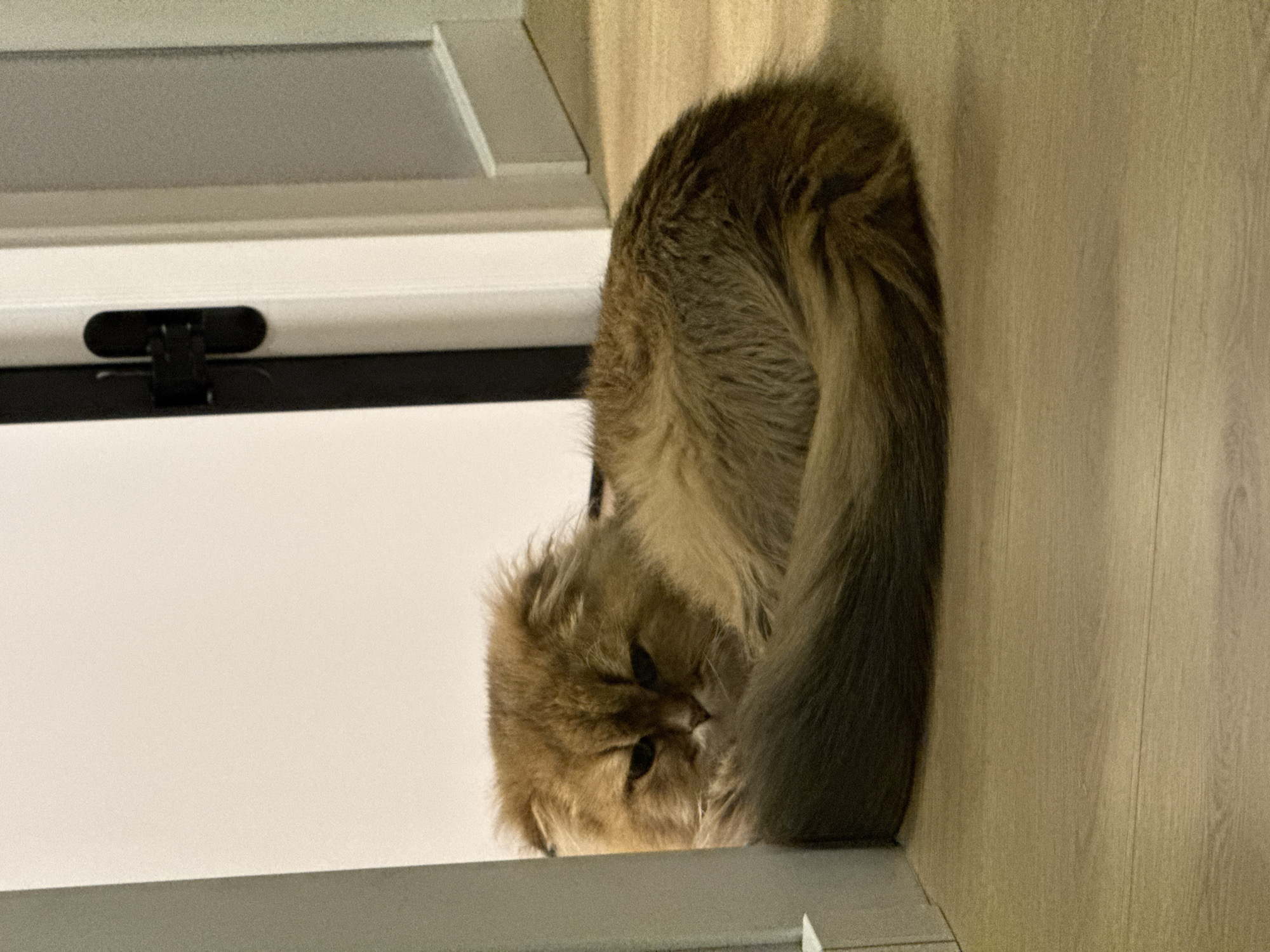 A cat is curled up on a windowsill next to a wooden wall. The cat is brown and grey, with a fluffy tail wrapped around its body. The windowsill is white, and there is a black latch visible on the window frame. The wooden wall is light brown. The scene appears to be indoors. There is no evidence to suggest this is Moscow, Russia.