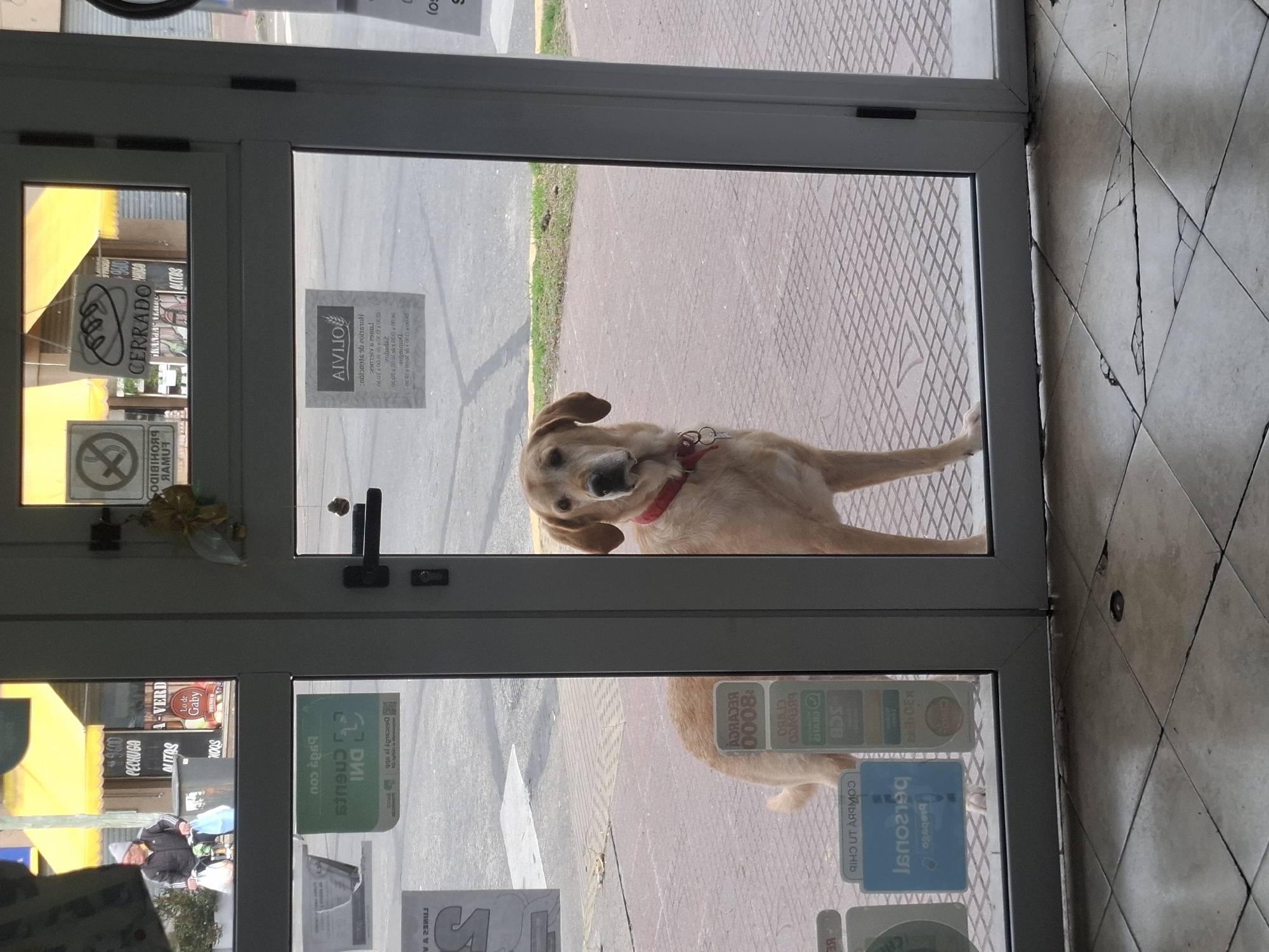 In the city of Virreyes, Argentina, a golden-colored dog with a red collar stands behind a glass door, looking towards the camera. The dog is positioned in the center of the frame, with its body angled slightly to the left. The door is framed by a grey metal structure. Through the glass, various signs and reflections are visible. On the left side of the door, a green sign with white text reads "Recarga DNI" (Recharge ID). Above this, a reflection shows a person wearing a grey beanie and a dark jacket, pushing a shopping cart. In the background, a yellow awning covers a storefront with signs indicating prices and items like "Pechuga" (breast) and "Verduras" (vegetables). To the right of the dog, another sign is partially visible. The floor inside the doorway is tiled with a diamond pattern, and the floor outside appears to be paved with similar tiles. The overall environment suggests a commercial area or street.