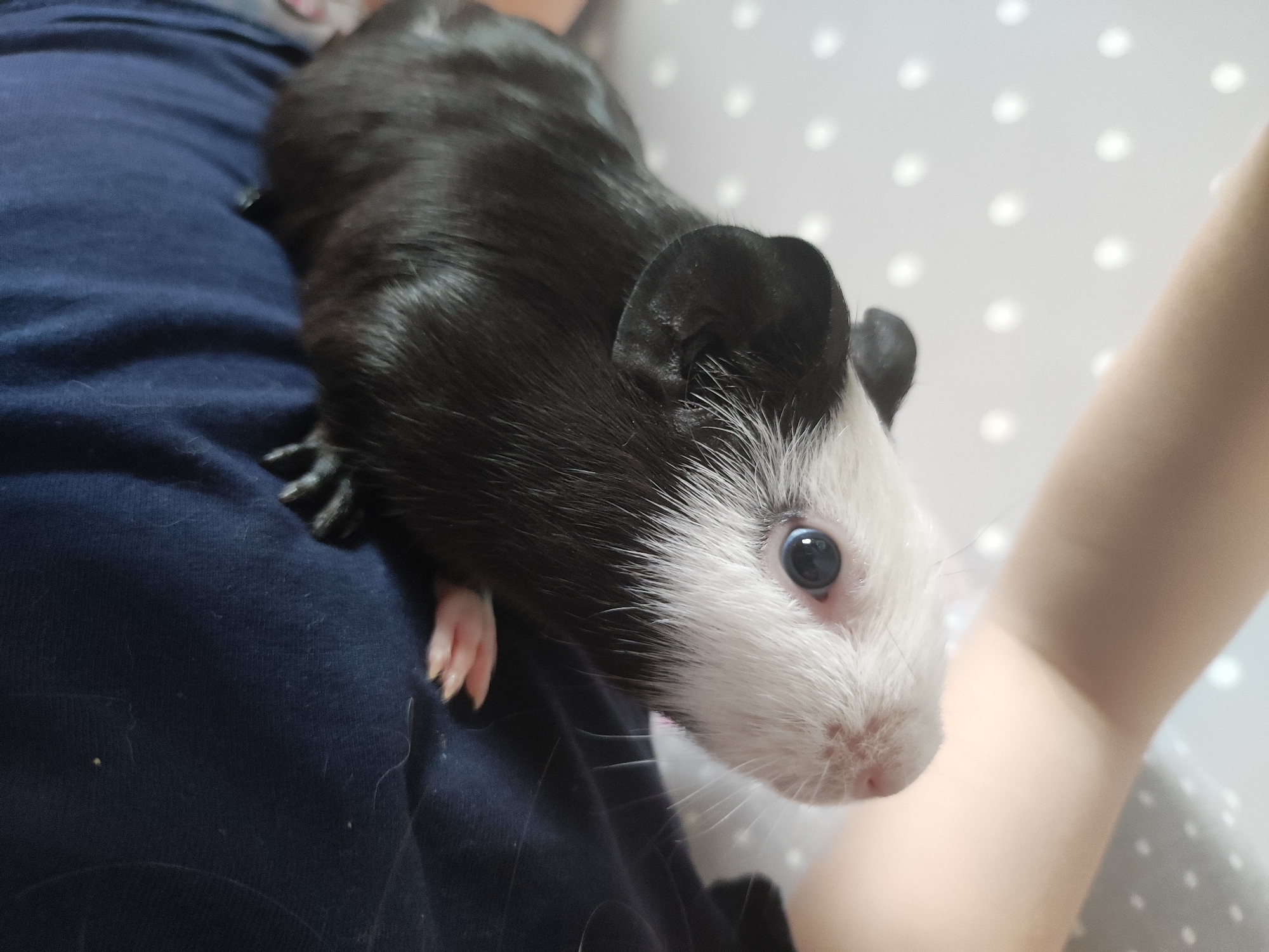 A close-up shot shows a black and white guinea pig resting on a person's blue-colored clothing. The guinea pig has a white face, dark eyes, and black ears and body. Its pink toes are visible on the left side of the image. The person holding the guinea pig is wearing a light-colored garment with white polka dots in the background. The location is not discernible from the image.