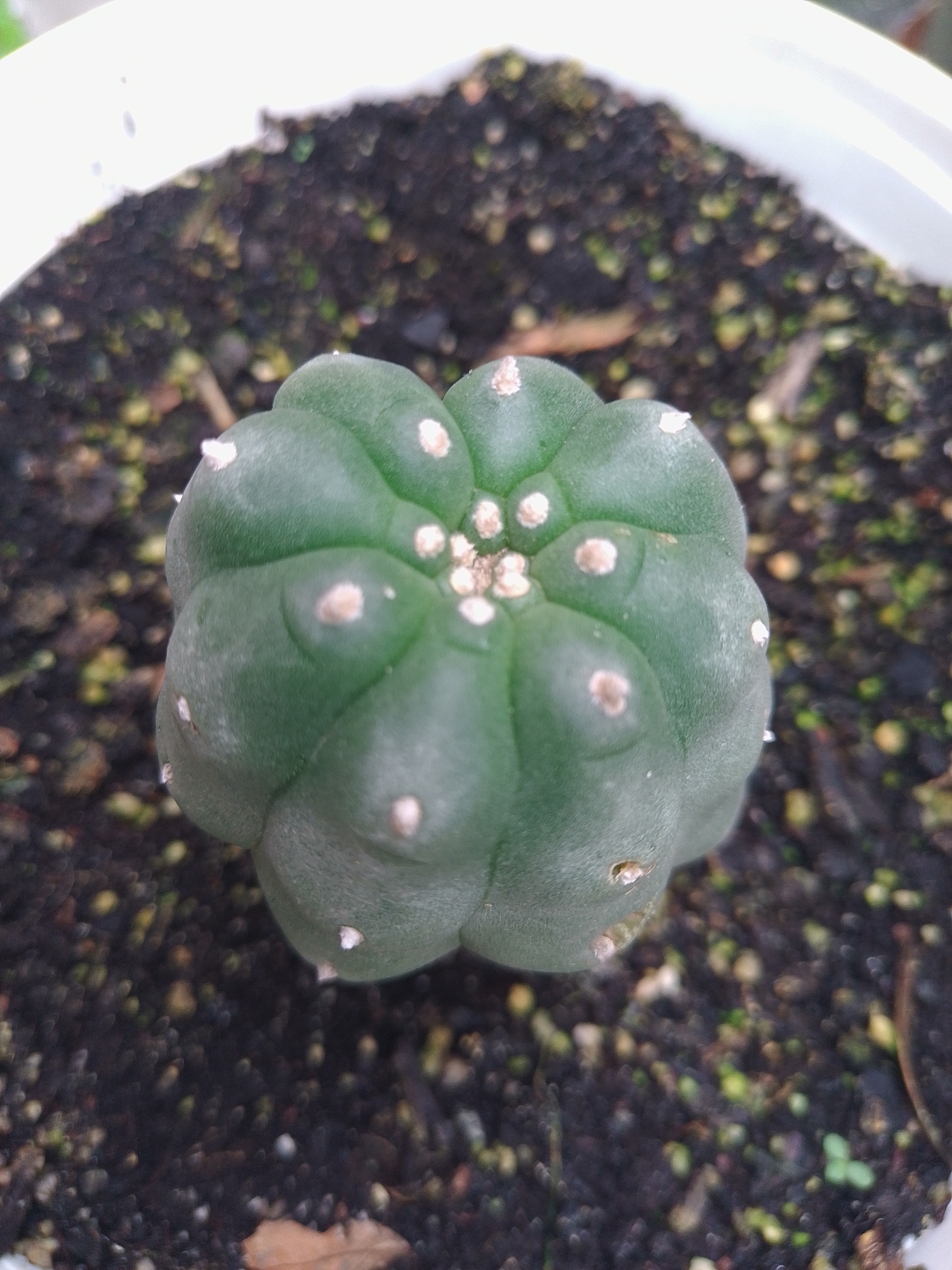 A small, round, green cactus is planted in dark soil within a white pot. The cactus has multiple ribs and small, light-colored areoles with tiny white spines. The soil appears to be a mix of organic matter and small pebbles, with some tiny green sprouts visible. The lighting suggests it is daytime, and the background is blurred, indicating a shallow depth of field. The image was captured in Solonytsivka, Ukraine.