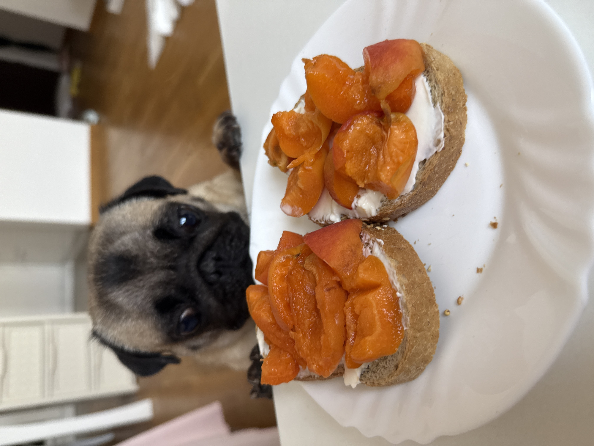An eye-level medium shot captures a pug's head and forepaws peeking over a table in an indoor setting. In the foreground, two open-faced sandwiches are presented on a white plate. Each sandwich consists of a slice of dark bread topped with a white spread, likely cream cheese, and then garnished with an arrangement of sliced apricots. The pug, with its distinctive wrinkled face and dark eyes, appears to be attentively watching the sandwiches. The background is out of focus but suggests a domestic environment with wooden flooring and furniture.