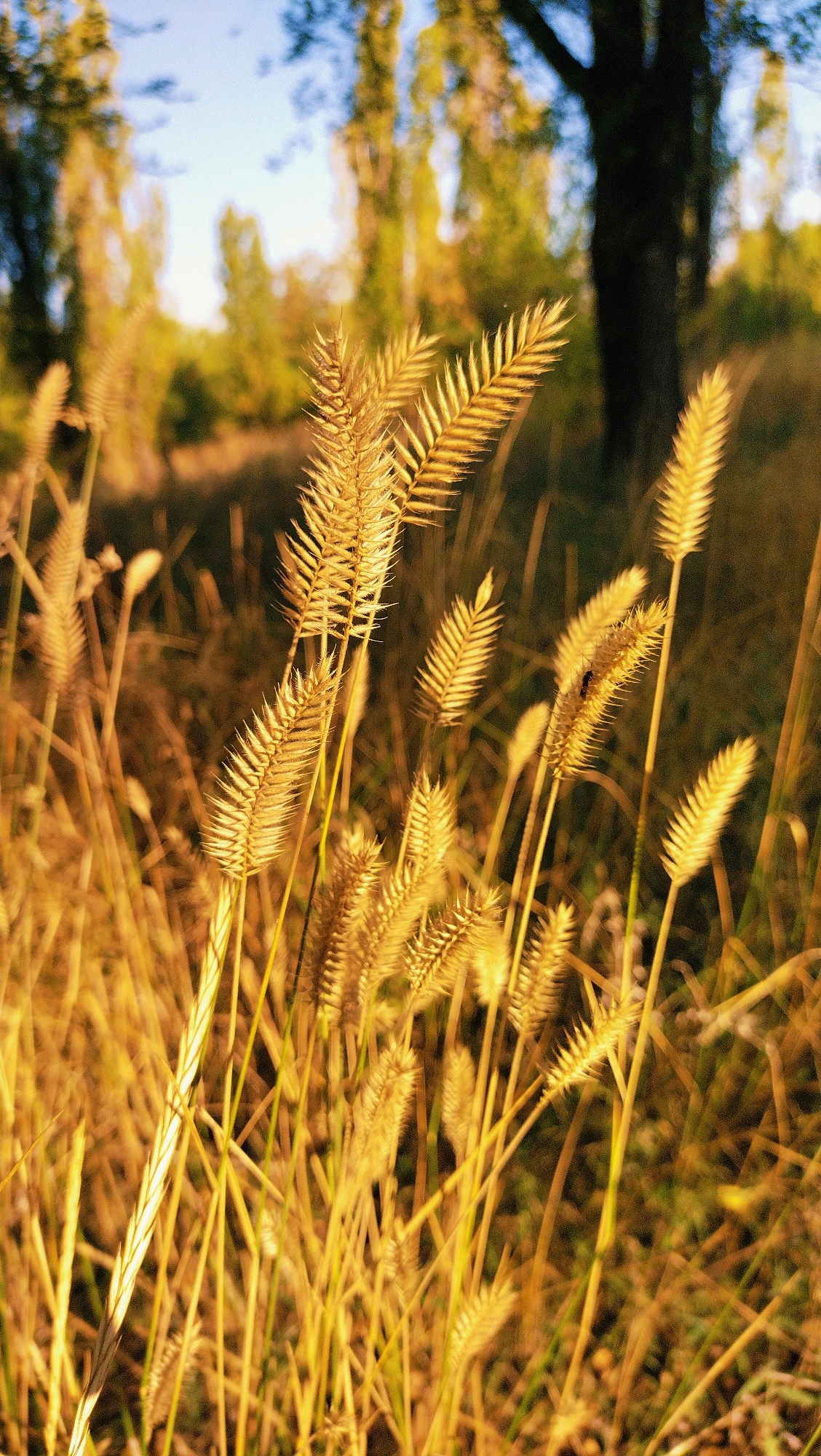 In the foreground of the image, a cluster of golden-brown wild grasses stands tall, their feathery seed heads catching the sunlight. The grasses are in sharp focus, with individual blades and spiky seed structures clearly visible. A small, dark insect is perched on one of the seed heads. Behind the grasses, the background is blurred, showing a dappled mix of green foliage and tree trunks, suggesting a park or natural area. The overall lighting is warm and natural, indicative of late afternoon or early morning sun. The scene is set in a natural environment, likely outdoors, with no man-made structures immediately apparent. The image does not provide specific visual cues to pinpoint a location within the city of Horishni Plavni, Ukraine, but it depicts a common natural landscape.