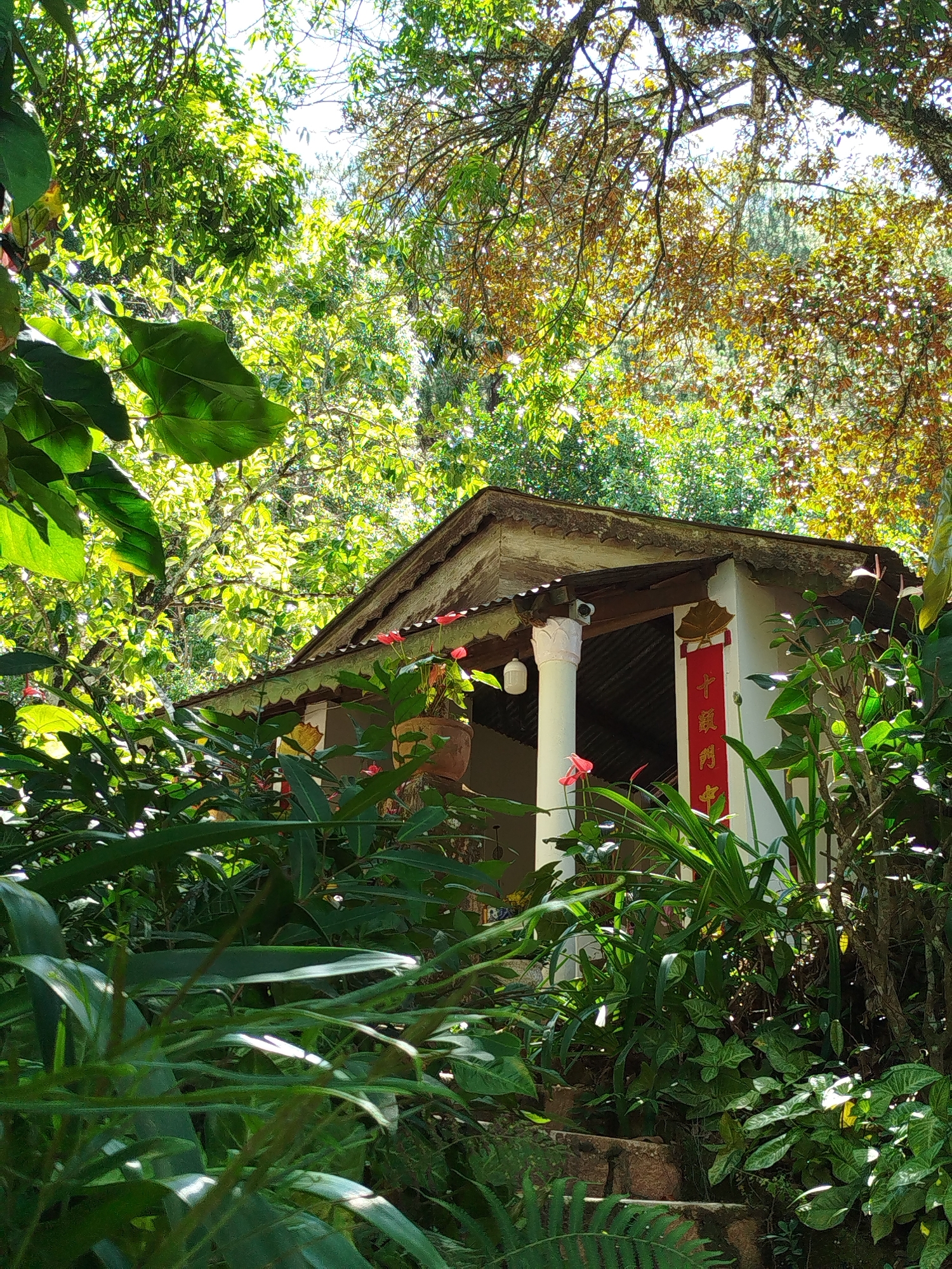 A small, single-story white building with a weathered corrugated metal roof sits amidst lush greenery in Da Lat, Vietnam. The building features a columned porch, and a red banner with gold lettering is displayed on one side. Plants surround the building, partially obscuring it. The scene is bathed in dappled sunlight filtering through the dense canopy of trees overhead. Stone steps lead up to the building.