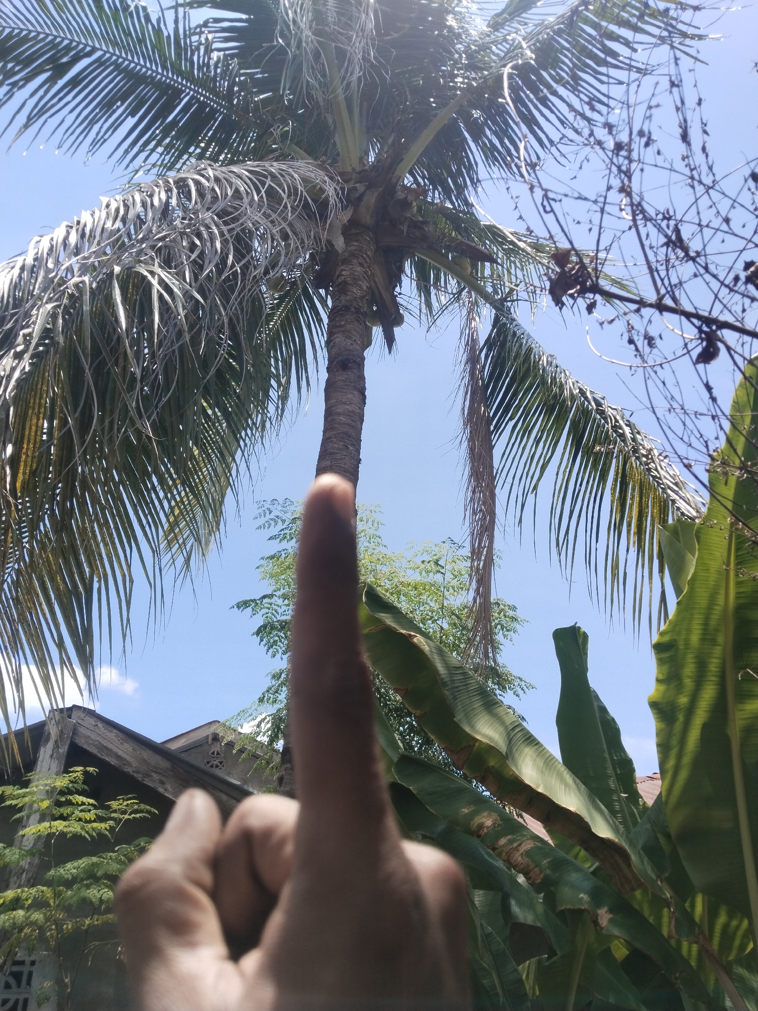 A ground-level photograph shows a person's finger pointing toward a coconut palm tree under a blue sky. The scene is located in Lhokseumawe, Indonesia, and includes a mix of tropical vegetation, such as banana leaves and smaller trees, along with parts of a residential structure visible in the lower left. The palm tree features both green and dying fronds. A secondary thin tree is present on the right side.