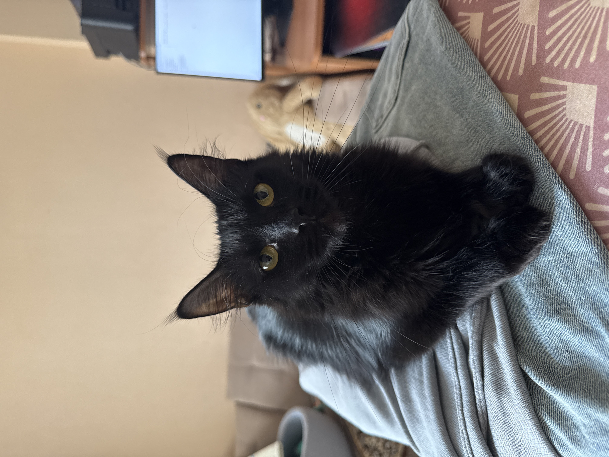 This indoor photograph captures a black, long-haired cat resting on a grey fabric, likely a person's lap or legs. The cat is positioned in the lower portion of the frame, looking directly upwards at the viewer with striking green-yellow eyes. It possesses prominent ear tufts and long white whiskers that fan out from its face. Its thick, dark fur appears somewhat ruffled.
To the right of the cat and the grey fabric is a patterned cushion or blanket, featuring a repeating geometric design of fan-like or radial shapes in light beige against a muted reddish-brown background. The background to the left and above the cat includes a plain light beige wall. Further back and slightly to the right, a screen, likely a computer monitor or television, emits a soft white glow. Dark, blurred furniture is visible behind the screen. A lighter, soft-looking object, possibly a plush toy or another animal, is also faintly discernible in the background.
The scene depicts a relaxed domestic environment, consistent with a living room setting, within the context of Tobolsk, Russia. The soft, even lighting suggests either daytime or a well-lit interior. The cat's expression is one of direct engagement and curiosity. No discernible human presence is explicitly visible, apart from the implied lap, and no text is present in the image.