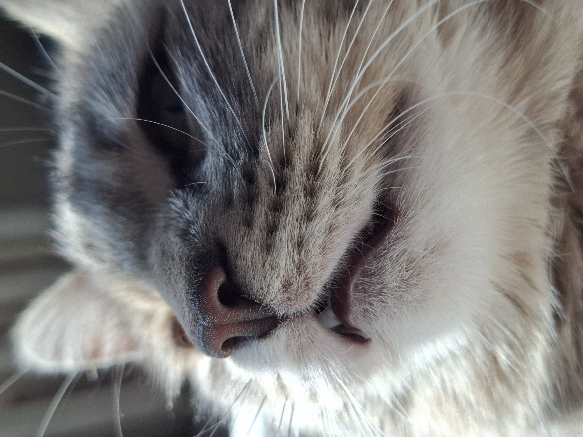Close-up image of a cat's face. The cat has a pink nose with visible texture. The fur is a mix of grey and white. The location is unknown, and there is no evidence to suggest Novi Sad, Serbia.