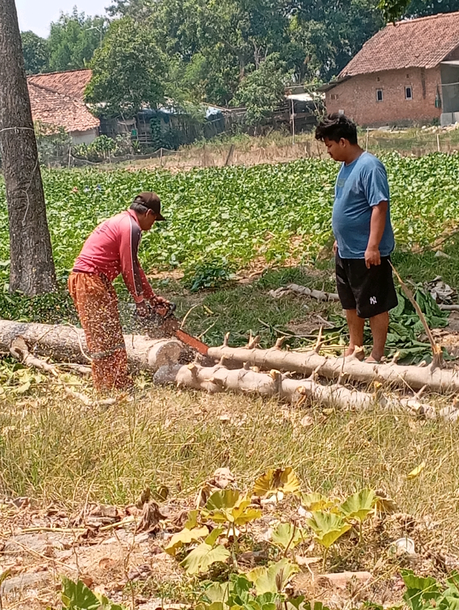 In Kecamatan Haurgeulis, Indonesia, a person wearing a red long-sleeved shirt and brown pants operates a chainsaw to cut a fallen tree trunk. Sawdust flies from the cutting action. Another person, wearing a blue t-shirt and black shorts, stands nearby observing. The environment is outdoors, with a field of green vegetation in the background, and houses with terracotta roofs visible behind it. Trees and a large tree trunk are also present in the foreground. The ground is covered with dry grass and debris.