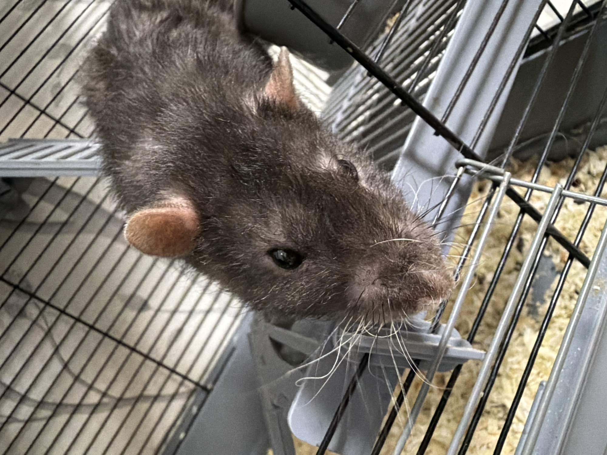 A close-up, high-angle shot captures a dark gray domestic rat positioned inside a wire cage, looking directly at the viewer in Chaikovsky, Russia. The rat has short, dense dark fur with lighter guard hairs, small, pinkish, hairless ears, and shiny black eyes that convey alertness. Its snout is prominent, featuring long, delicate white whiskers that splay outwards, suggesting an inquisitive or curious demeanor. The background reveals the metallic bars of the cage, both horizontal and vertical, along with a gray plastic shelf or platform situated within the enclosure. Below the rat, glimpses of light-colored wood shavings or bedding are visible on the cage floor. The overall scene depicts a pet rat in its habitat, observing its surroundings with apparent interest. There is no visible text in the image.