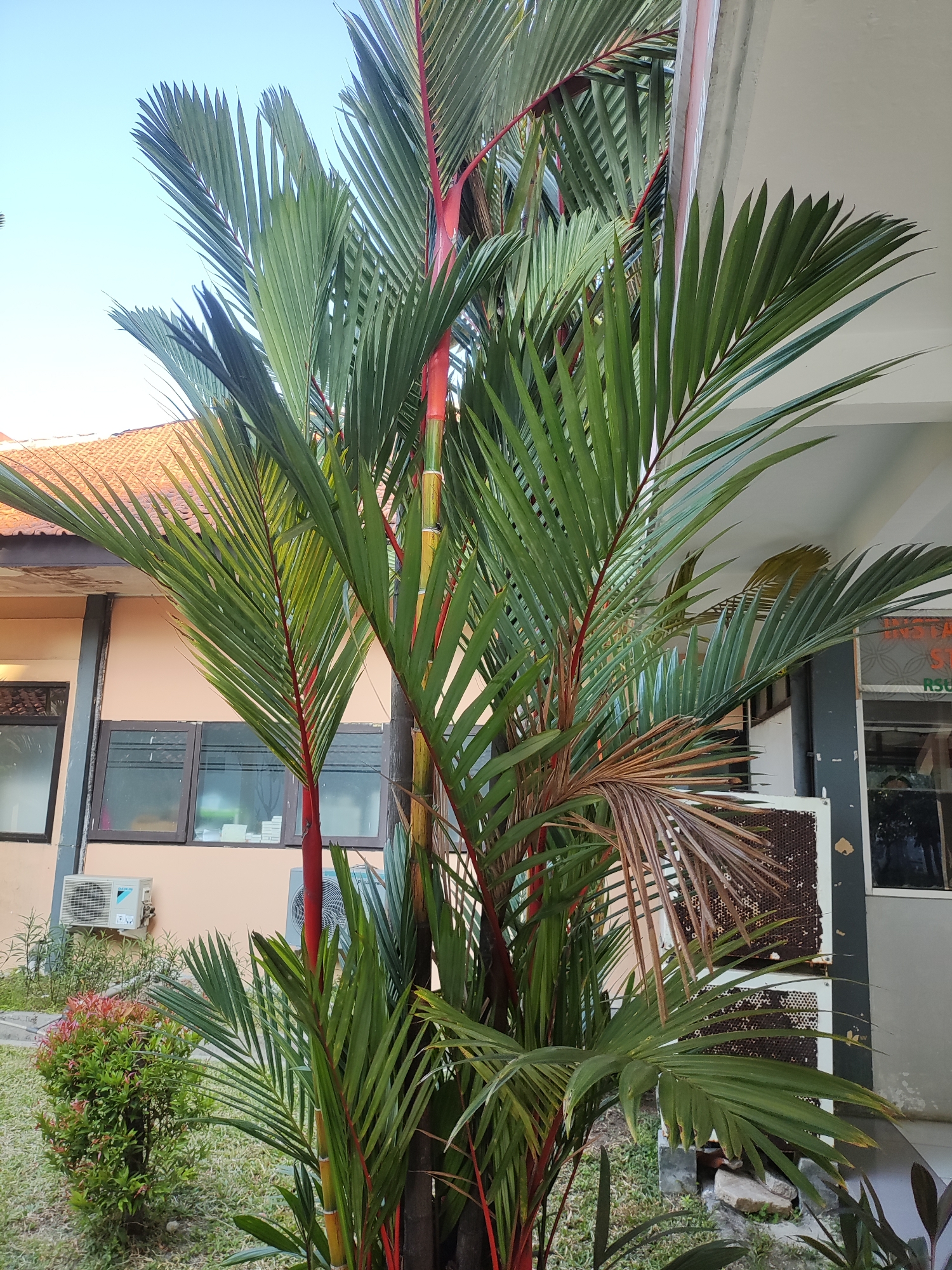 The image shows a vibrant red and green palm tree in front of a light peach-colored building with orange tiled roofing. The building has dark-framed windows, and two white air conditioning units are mounted on the exterior wall. To the left of the palm tree, a small, dense green bush with red-tipped leaves is visible. The ground is covered in green grass. In the background, a portion of the building's exterior and a hint of a light blue sky are visible. The palm tree's striking red stalks contrast with its lush green fronds, some of which show signs of browning and dryness. The scene appears to be located outdoors in a semi-urban or institutional setting. While the specific location in Cirebon, Indonesia, cannot be pinpointed without further information, the presence of tropical vegetation and the architectural style suggest a warm climate. There are no people or animals visible in the image.