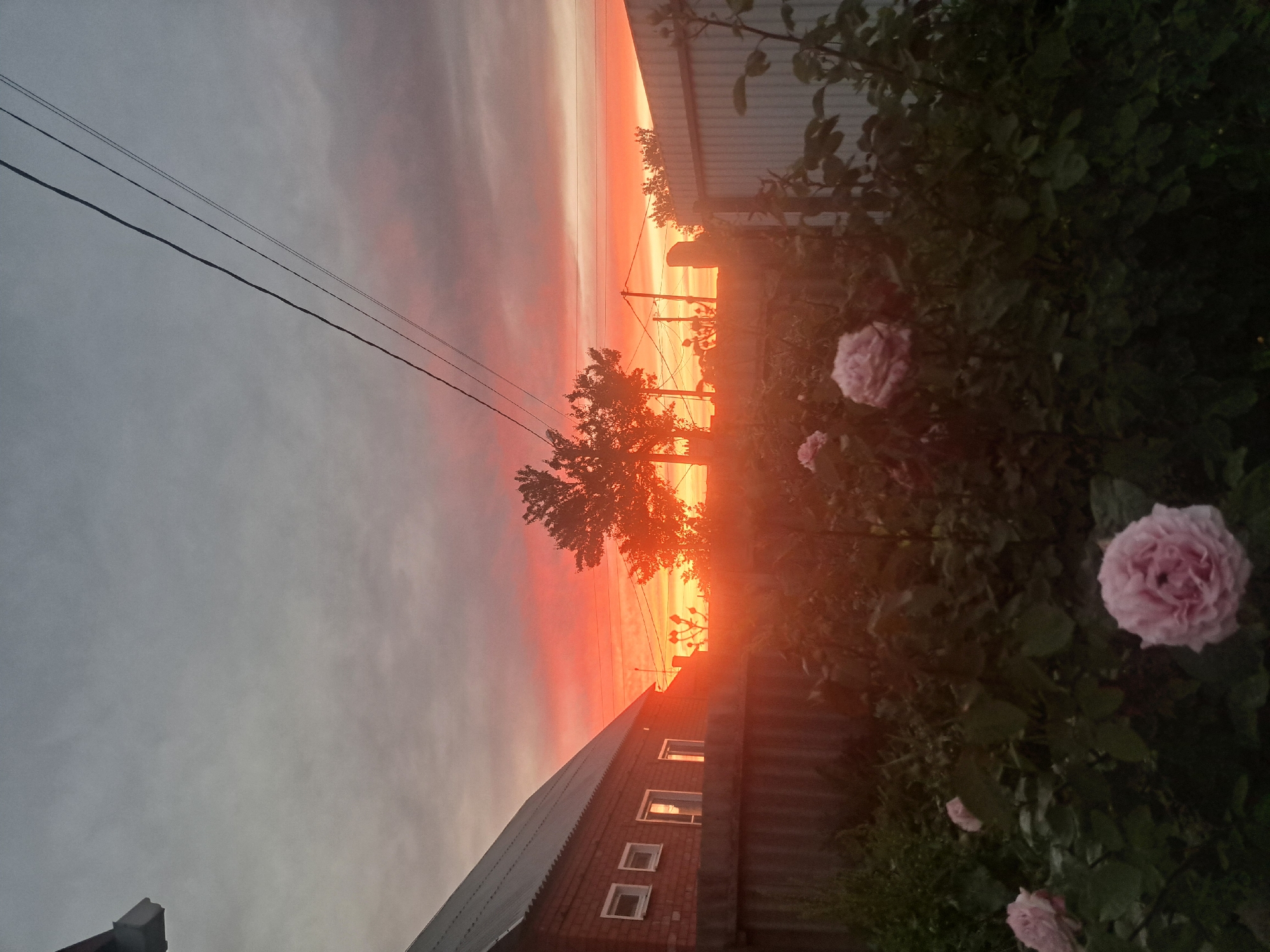 This image depicts a sunset over a residential area in Leningradskaya, Russia. The sky displays a gradient from muted grey and faint pink clouds overhead to intense red and orange hues at the western horizon. In the foreground, a dense, dark green rose bush occupies the lower portion of the frame, featuring several pale pink roses, with one prominent blossom centered in the lower right. A reddish-brown brick house with a dark corrugated roof is positioned on the left, exhibiting multiple white-framed windows, one of which reflects the strong sunset light. A dark wooden fence runs horizontally below the house. Multiple dark utility lines traverse the sky from the upper left, connected to silhouetted poles and two large trees in the midground, all positioned against the bright horizon. A light-colored corrugated metal fence is visible on the far right. No individuals are present in the scene.