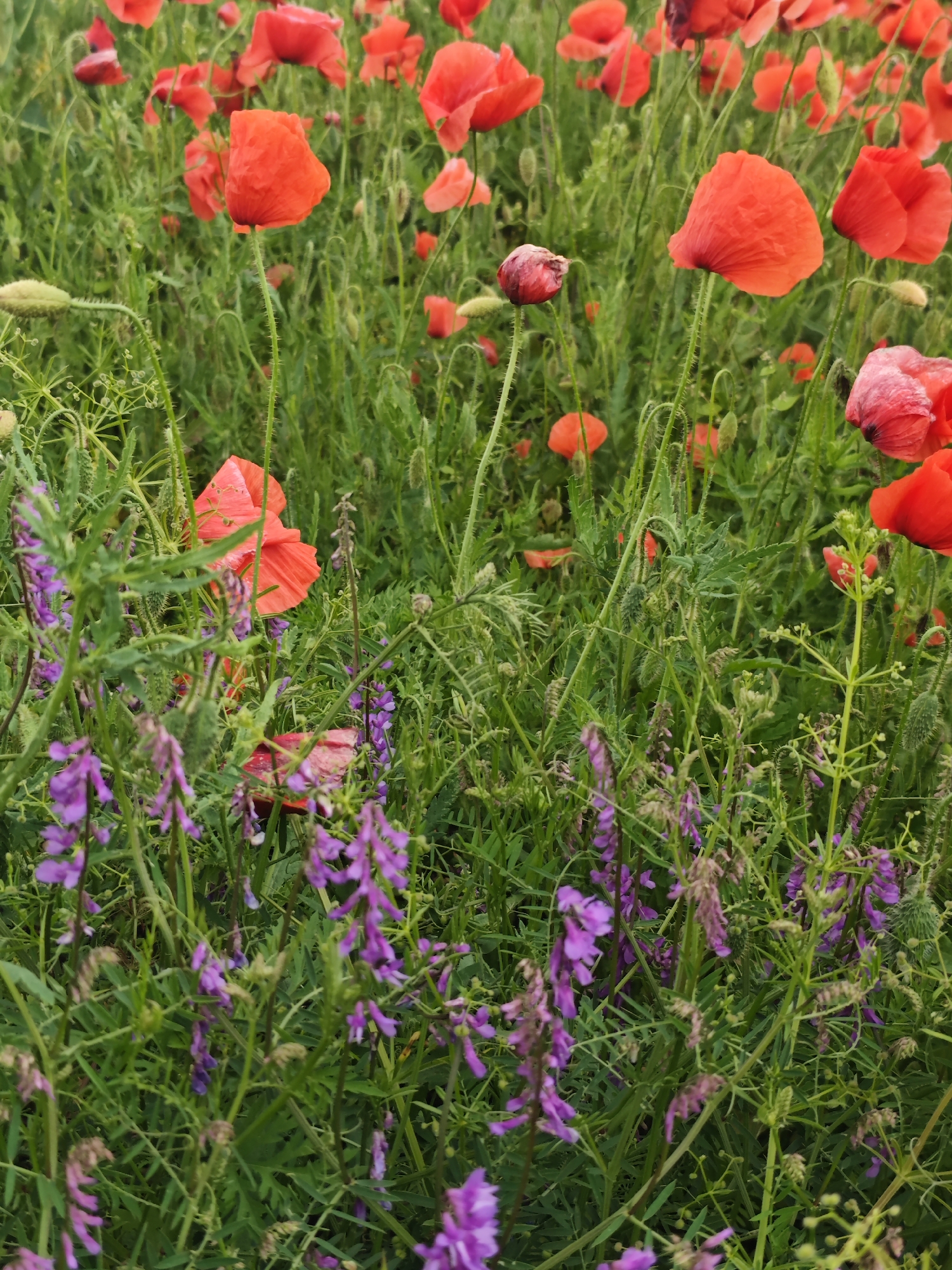 The image depicts a close-up view of a field of vibrant red poppies interspersed with delicate purple wildflowers and lush green foliage. The poppies, with their thin, hairy stems and delicate petals, are the dominant feature, scattered throughout the frame. The purple flowers are smaller and more numerous, creating a soft, hazy effect at the lower portion of the image. The overall impression is one of a natural, untamed landscape, suggesting a rural or park-like setting. The lighting appears to be natural, possibly indicating an overcast day or the soft light of early morning or late afternoon. There are no visible signs of human activity, structures, or any indication of the specific location in Yutsa, Russia, beyond it being a natural outdoor environment.