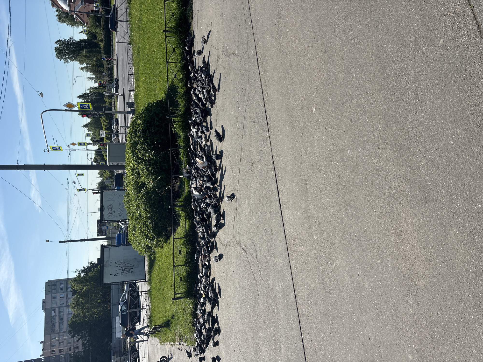 An outdoor scene captures a wide asphalt road or pathway on the right, leading towards the background. To the left, a long strip of green grass is separated by a low, black metal fence. Along this fence line, a large flock of pigeons, predominantly grey, are gathered on the asphalt, casting long shadows. Further left, beyond the grass, are bushes, trees, and various urban elements.
The background features a city street with traffic infrastructure, including multiple poles, overhead wires, and traffic lights. A prominent gantry holds several yellow diamond-shaped signs indicating a pedestrian crossing and traffic signals. A small white sign beneath one traffic light clearly reads "СТОП" (STOP) in Cyrillic. Several vehicles, including cars and possibly a truck, are visible on the road in the distance. In the far background, a tall, multi-story building and another with a domed roof are discernible. Two large, white advertising boards with illegible graffiti are positioned behind the bushes. A single person can be seen in the lower left, near a car and fence.
The weather is bright and sunny, with a clear blue sky and few clouds. The long shadows cast by the pigeons and other objects suggest it is either early morning or late afternoon. The scene depicts a typical urban environment, likely in Russia given the visible Cyrillic text and provided context. The pigeons appear to be foraging or resting.