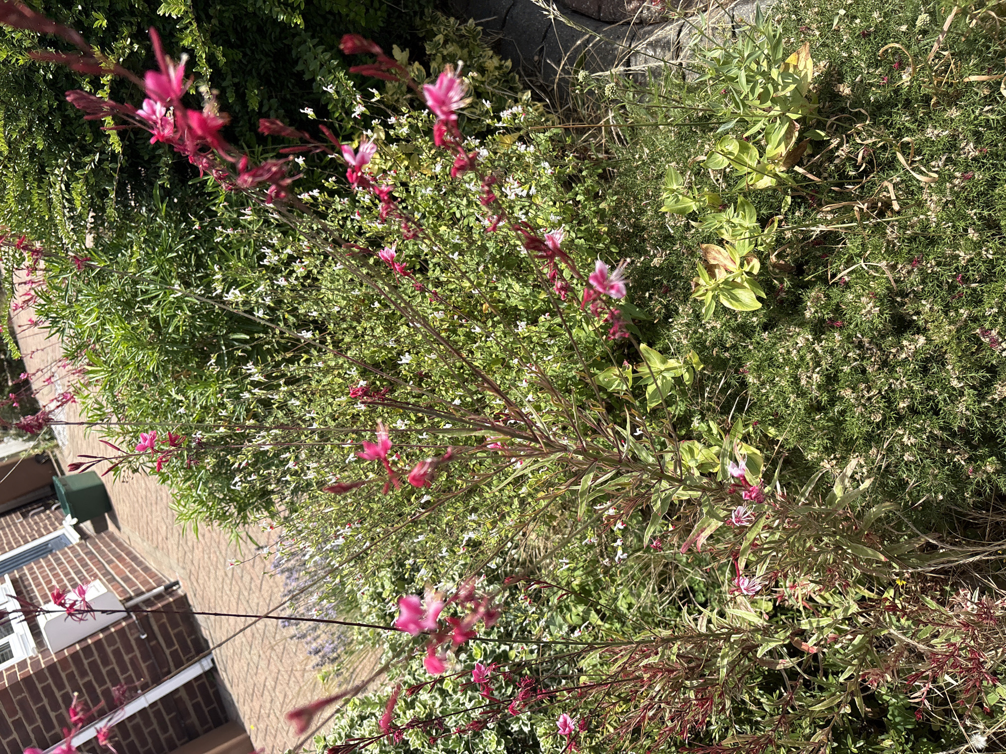 The image shows an outdoor scene with a focus on a garden bed in front of a brick building. The building has a white-framed window and a white downspout. Adjacent to the building is a paved pathway. In the garden, there are several plants with pink and white flowers. Some of the plants have thin, upright stems with delicate blooms, while others have fuller foliage. The background is dominated by lush green bushes and a darker green hedge. A dark green waste bin is visible near the building. The ground is covered in a mix of green vegetation and dry grasses. The scene is well-lit by sunlight, indicating it is daytime. The overall impression is one of a cultivated garden area adjacent to a residential or commercial building.