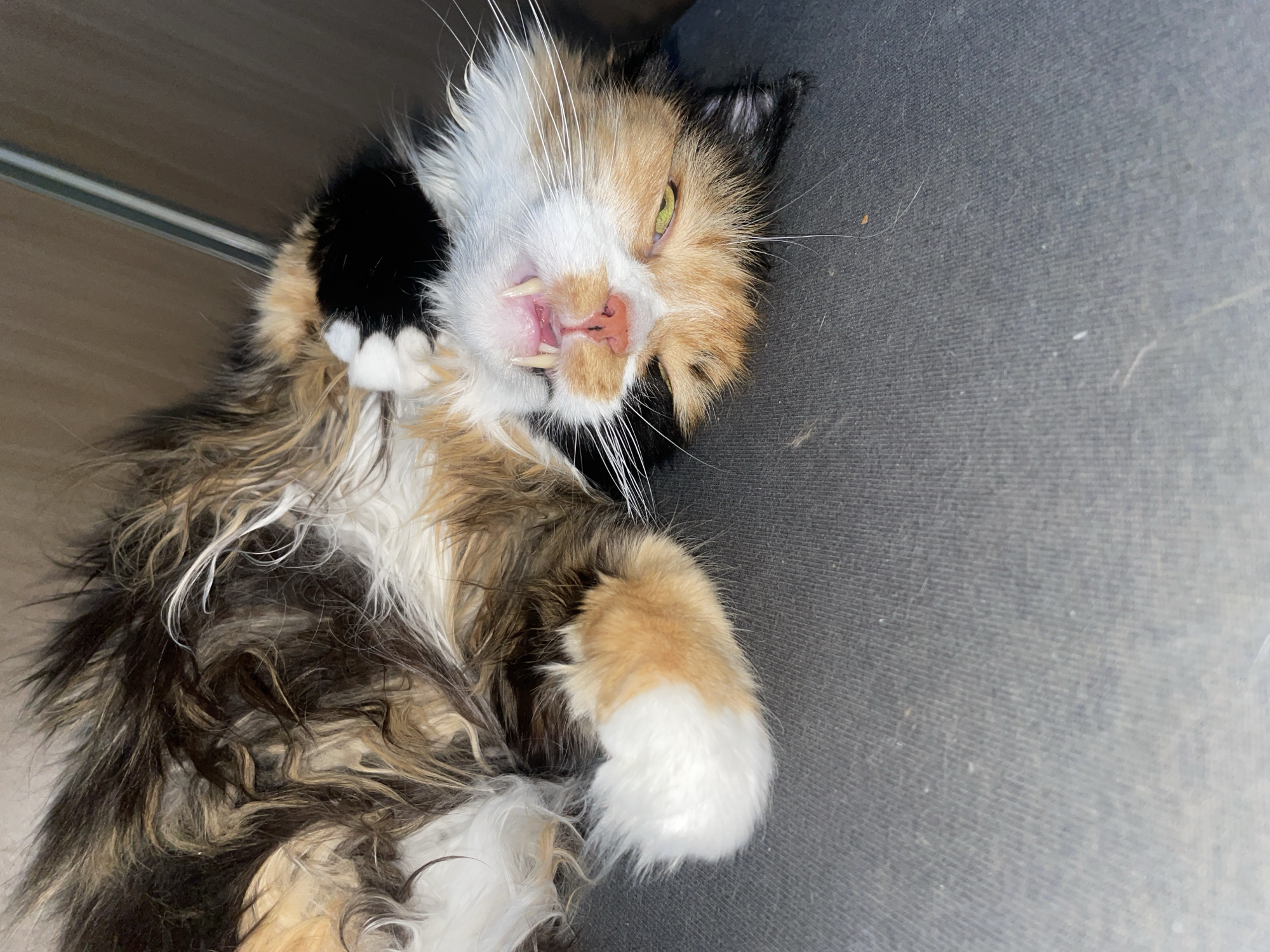The image shows a calico cat lying on its back on a textured gray surface, possibly upholstery. The cat's fur is long and multicolored, with patches of black, white, orange, and brown. Its mouth is open, revealing sharp teeth and a pink tongue and nose. One of its eyes is partially closed, and the other is open with a greenish-yellow iris. The background is dark and appears to be a wall with a vertical seam. The scene is indoors, in what could be a domestic setting. There is no indication of the location within Teplice, Czechia.