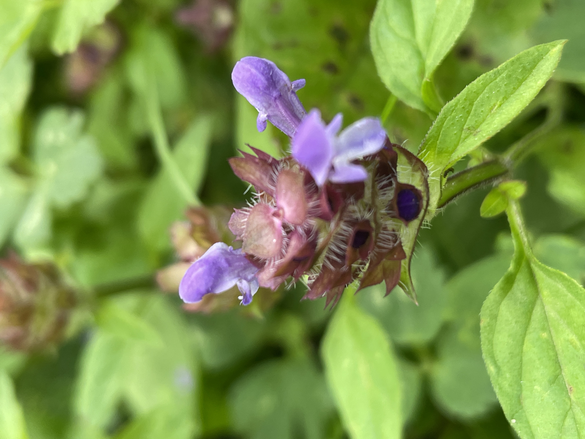 A close-up, eye-level shot captures a cluster of small, purple flowers with reddish-brown bracts. The flowers are clustered tightly together on a stem, with some petals extending outwards. The background is filled with blurry green foliage, suggesting an outdoor natural setting. The image does not depict Moscow, Russia.