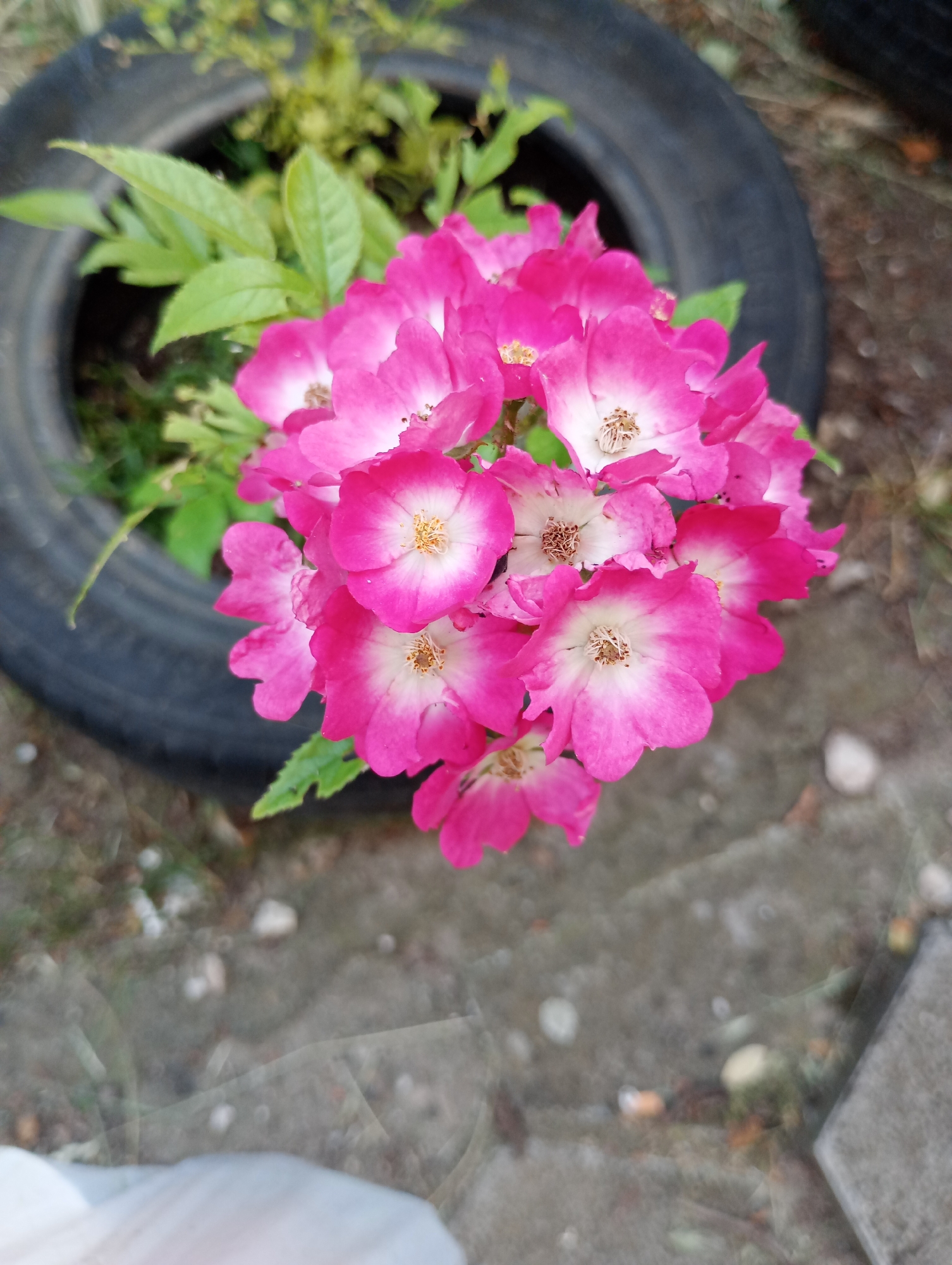 The image shows a close-up, high-angle shot of a cluster of bright pink and white flowers blooming within a black tire. The flowers have delicate, ruffled petals with white centers and yellow stamens. Green leaves are visible behind the flowers, and the tire appears to be a planter, possibly in an outdoor setting. The background consists of a rough, gray surface, likely concrete or dirt, with scattered small stones. The overall impression is a vibrant display of nature amidst a utilitarian or repurposed object. The location is identified as Harmanli, Bulgaria.
