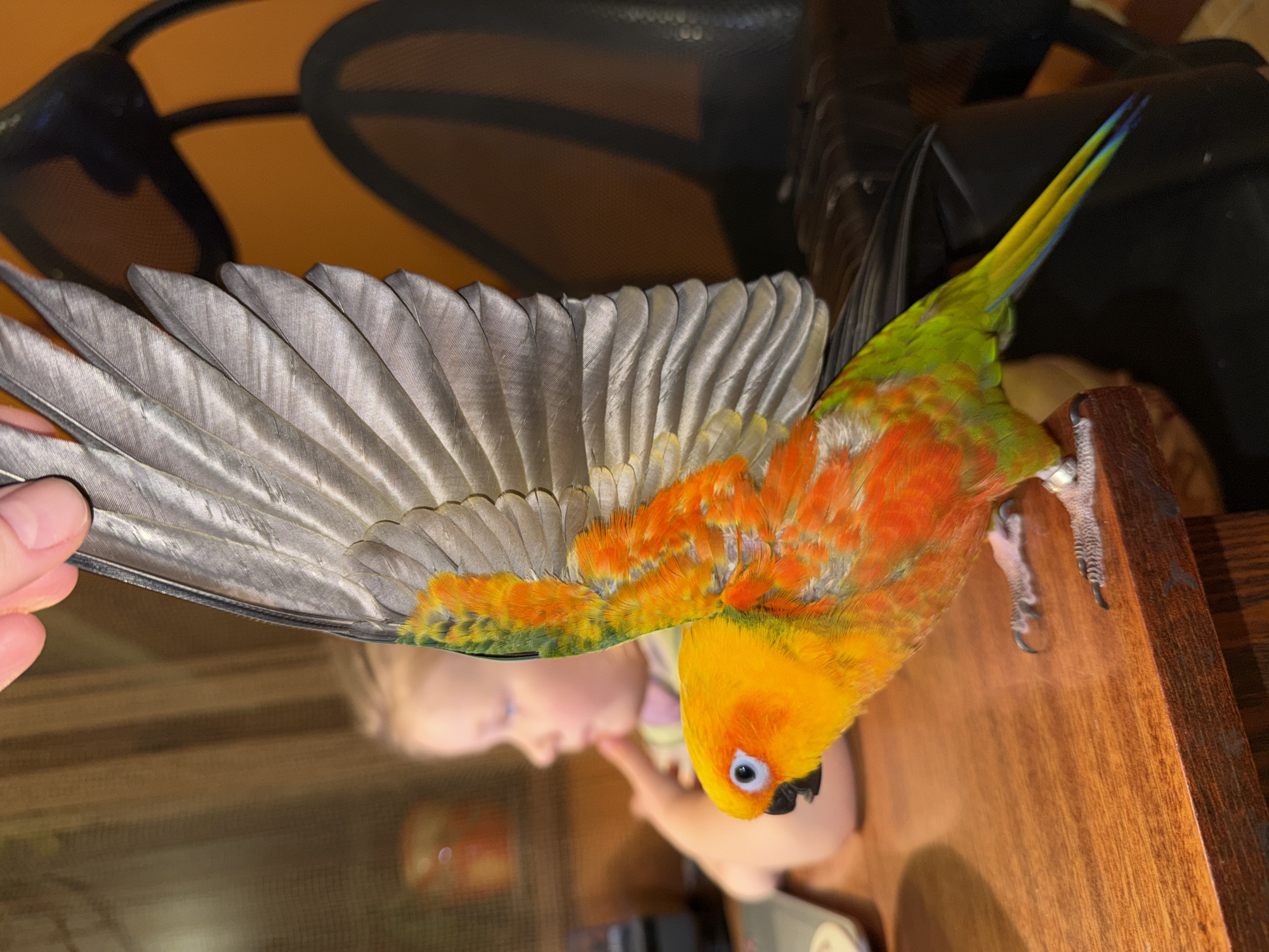 A close-up, indoor shot features a sun conure perched on a wooden surface. The bird's right wing is outstretched, revealing gray primary feathers with a hint of green and orange at the base. The bird's body is brightly colored with yellow, orange, and green plumage. A human hand is visible, holding the tip of the bird's wing. In the background, a blurred image of a fair-skinned child is visible. The background also includes indistinct dark objects, possibly a microphone or headphones, and a tan wall. The location is unknown.