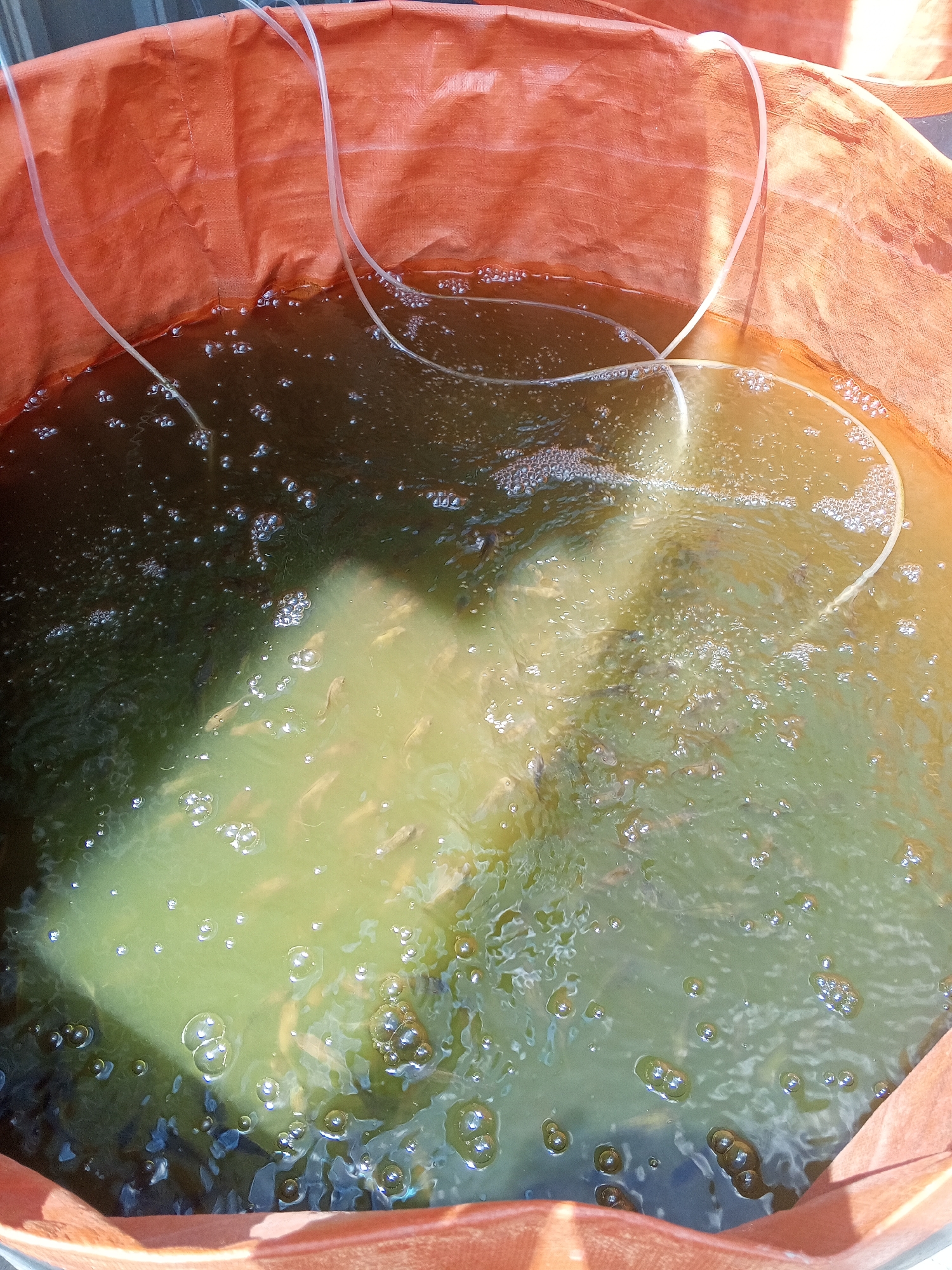 The image shows a close-up view of a large, orange, tarp-lined container filled with murky green water and numerous small fish. Clear tubes are visible entering the water from above, likely for aeration, as evidenced by the presence of bubbles. The container appears to be set up for aquaculture or fish farming. There are no people visible in the image. The lighting suggests an outdoor setting, possibly under direct sunlight. The image does not provide any specific landmarks or details to indicate a location within the city of Surabaya, Indonesia.