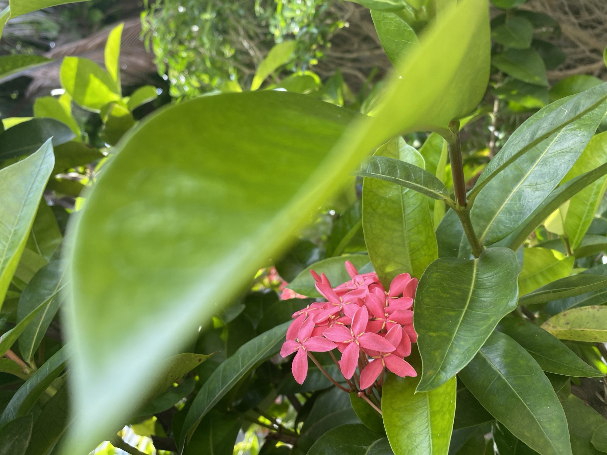 The image displays a close-up view of a cluster of small, vibrant pink flowers nestled amongst lush green foliage. The flowers have a star-like shape with four delicate petals, and they are grouped together in a small bunch. The leaves surrounding the flowers are broad and have a glossy texture, with visible veins. The lighting suggests it is daytime, with sunlight filtering through the leaves, creating dappled light and shadows. The overall impression is one of natural beauty and tranquility. The scene is likely outdoors, in a garden or natural setting, given the abundant greenery. The hints provided mention Mũi Né, Vietnam, which suggests a tropical or subtropical location. No people, objects, text, or specific events are depicted. The focus is entirely on the natural elements of the plant and its flowers.
