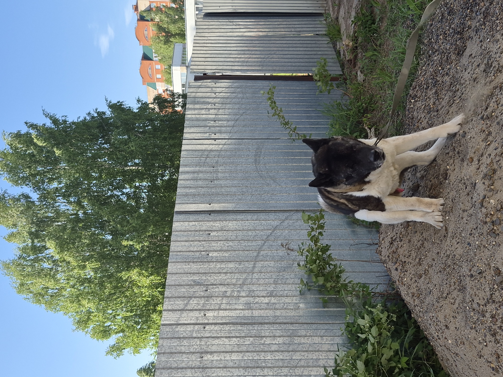 A dog is lying next to a corrugated metal fence on a patch of dirt and pebbles with sparse weeds growing along the edge, in a location identified as the city of Unknown, Unknown. The dog has a black head, white legs, and a mix of white, brown, and black fur on its body. A light brown leash is attached to its collar. The fence is constructed of horizontal strips of corrugated metal attached to vertical posts, with some small gaps between the panels. Behind the fence is a tall green tree, and further in the background are buildings with orange roofs. The sky is blue.