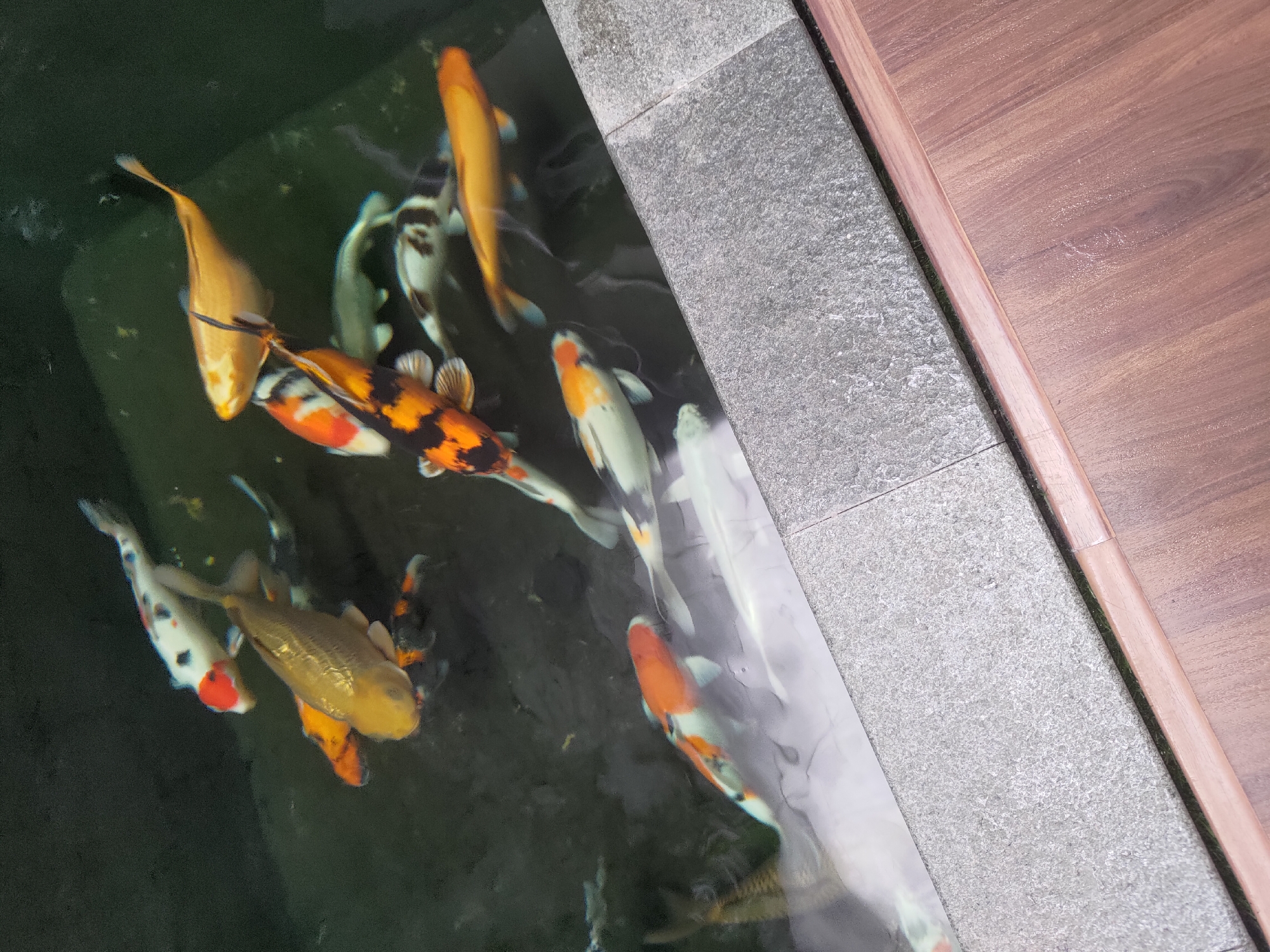 The image depicts a koi pond in Depok, Indonesia, with several koi fish swimming in murky water. The pond is bordered by a gray, textured stone edge, and beyond that, a wooden floor is visible. The lighting suggests it is daytime, but the water's depth and the overcast conditions create a somewhat dim atmosphere. No people are present in the scene.