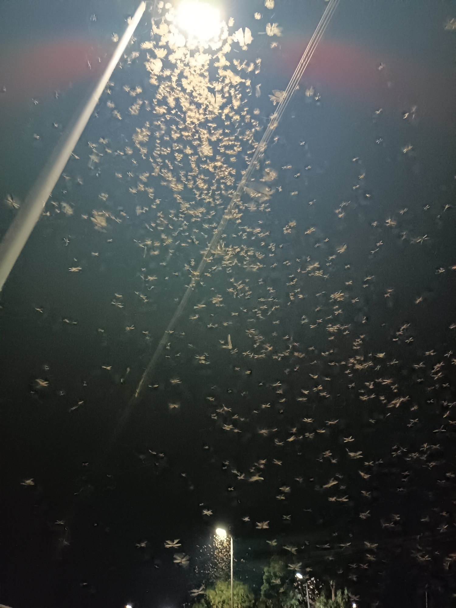 A multitude of insects, likely moths, swarm around streetlights at night in Jos, Nigeria. The insects are densely concentrated near the lights, appearing as a cloud of white against the dark sky. Streetlights illuminate the scene. A tall street lamp is visible on the left side of the image. Trees are barely visible at the bottom.