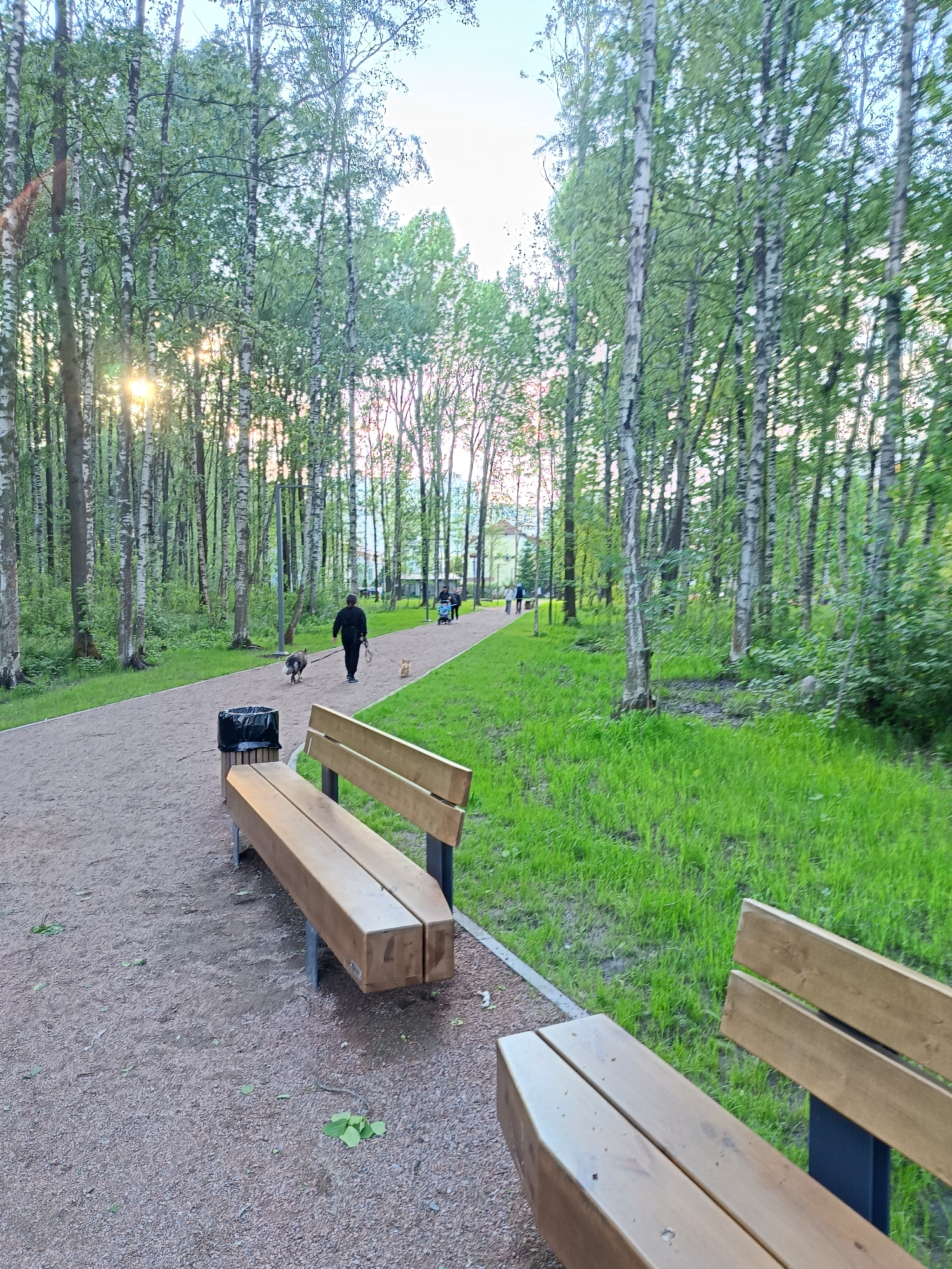 A paved pedestrian path runs through a park with birch trees in Saint Petersburg, Russia. A person in dark clothing walks a dog on a leash, followed by a smaller dog. Benches are situated along the path, and a trash receptacle stands near one bench. Grass grows on either side of the path, and other people are further down the path. The sun shines through the trees.