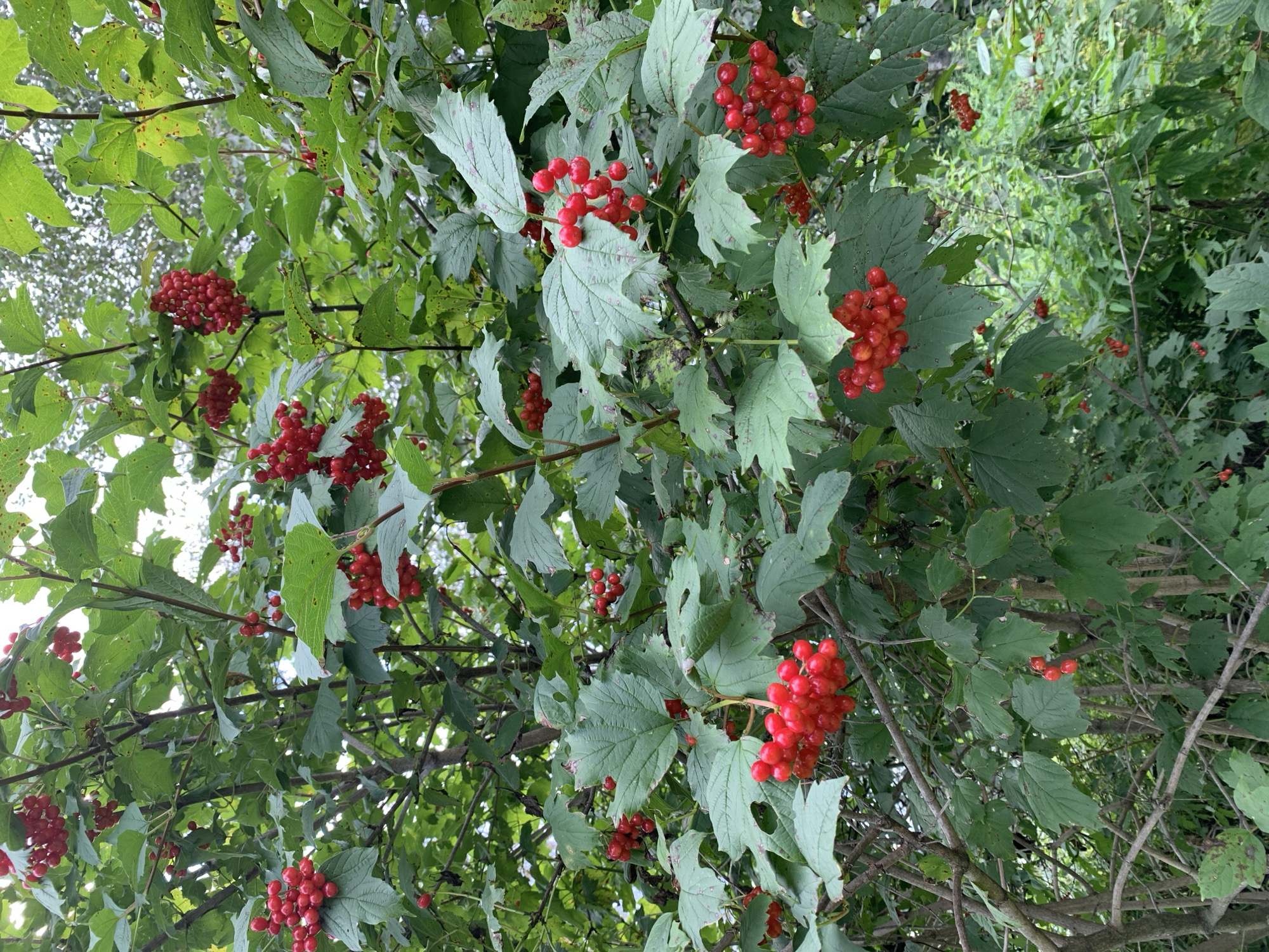 A medium shot captures a bush laden with bright red berries and green leaves under a bright, overcast sky. The bush, with its thorny branches, is situated amidst a dense, verdant environment, suggesting it is outdoors. The berries are clustered together in rounded bunches, each berry appearing small and smooth. The leaves are broad and have visible veins, with some showing slight imperfections. The background is a blur of green foliage, indicative of more vegetation. The scene appears to be located in Novostroika, Russia, likely a rural or natural area given the abundance of plant life and the absence of urban structures. No people or animals are visible in the frame, and there are no discernible actions or interactions occurring.