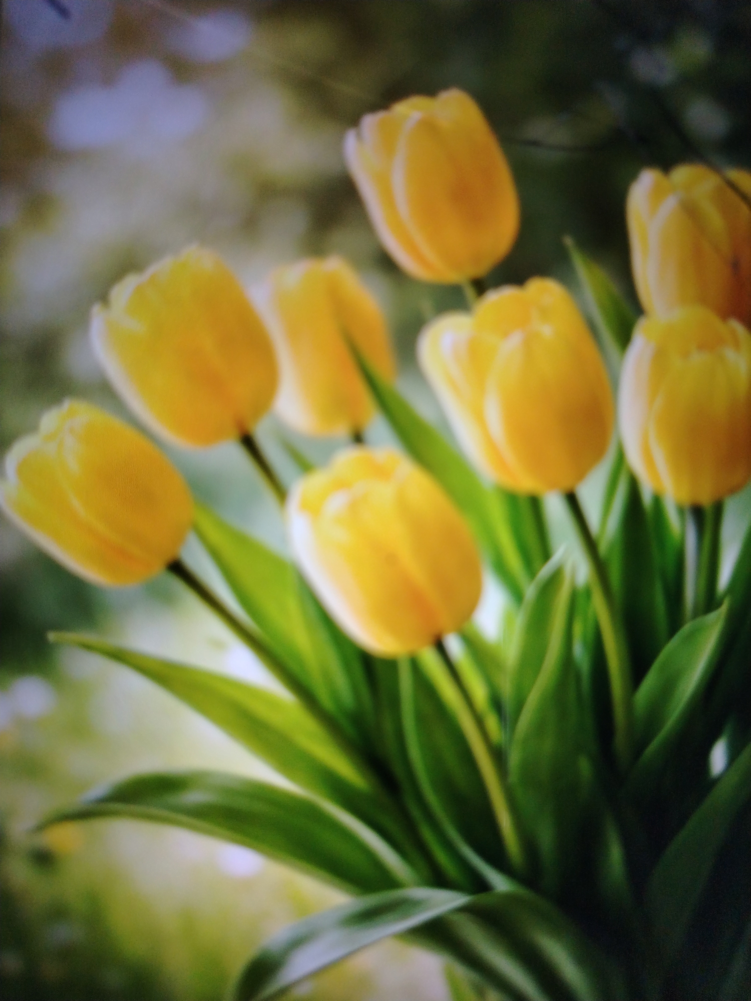 A close-up, blurry shot features a bouquet of yellow tulips with green leaves. The background is out of focus, with patches of light and dark green, suggesting an outdoor setting. There are no people visible. The image is a photograph of flowers and foliage. The location of Qorowul, Uzbekistan is not depicted or suggested by the image.