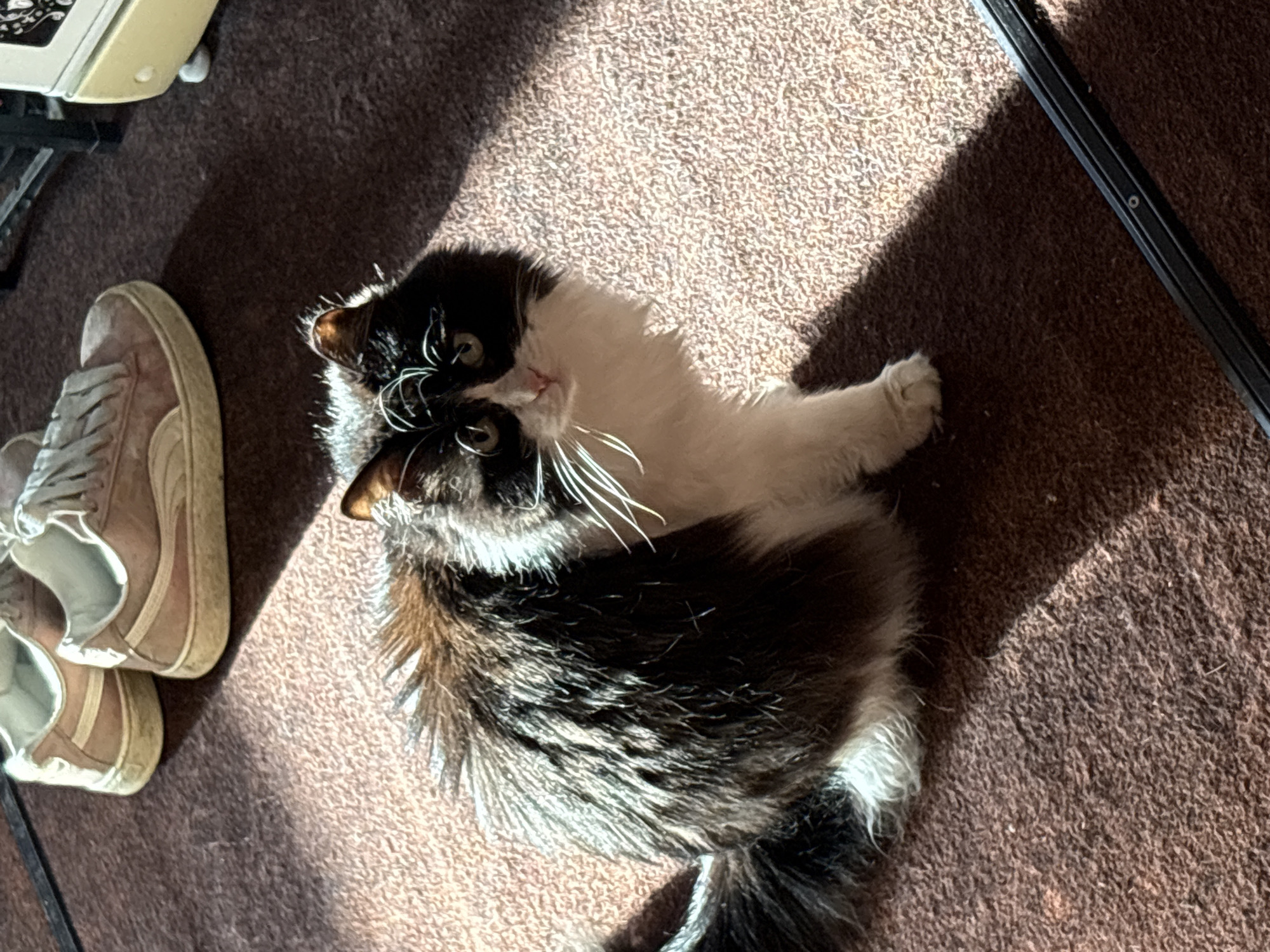 The image shows a black and white cat lying on a brown carpet. Next to the cat are a pair of light brown sneakers. A metal object is visible on the left side of the image. The scene is illuminated by sunlight. The location is not specified.