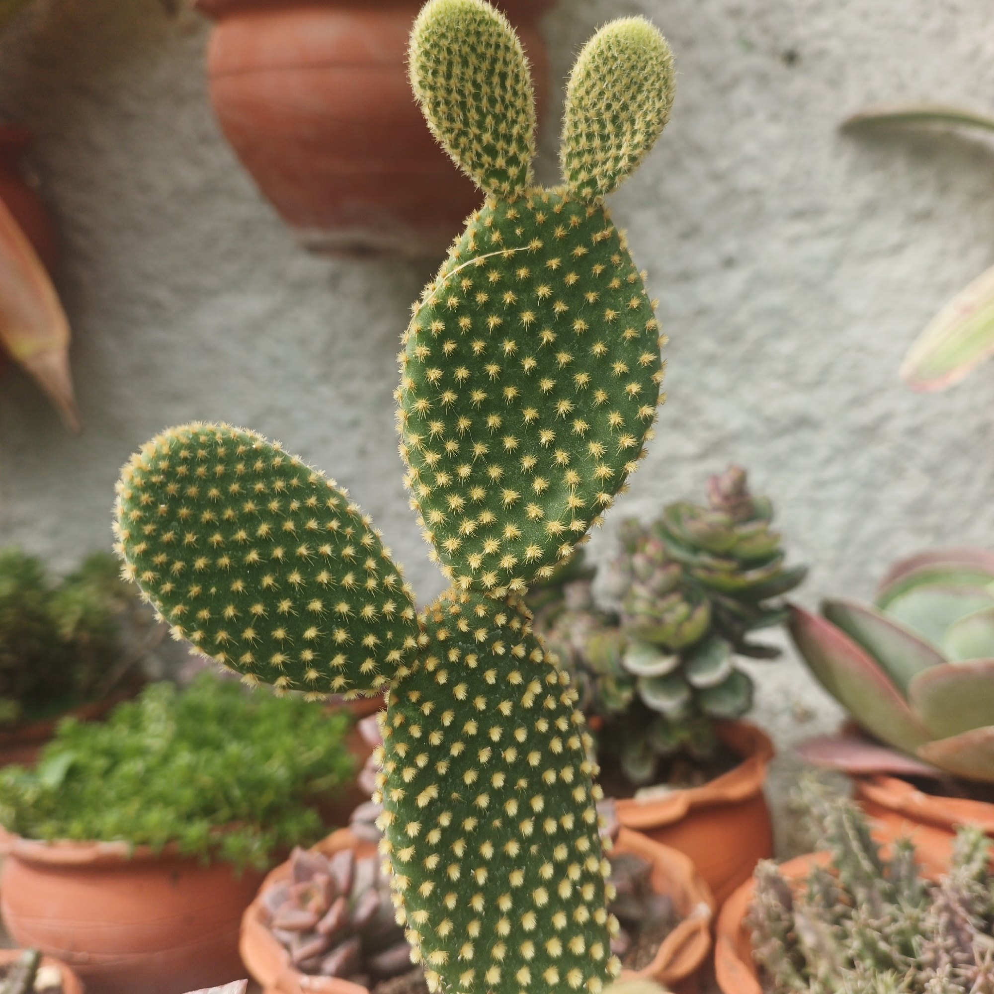 The image shows a close-up of a bunny ear cactus (Opuntia microdasys) surrounded by other succulents in terracotta pots. The cactus is green with yellow glochids. The background features a textured gray wall and a terracotta pot attached to the wall. The photo was taken in Tinaquillo, Venezuela.