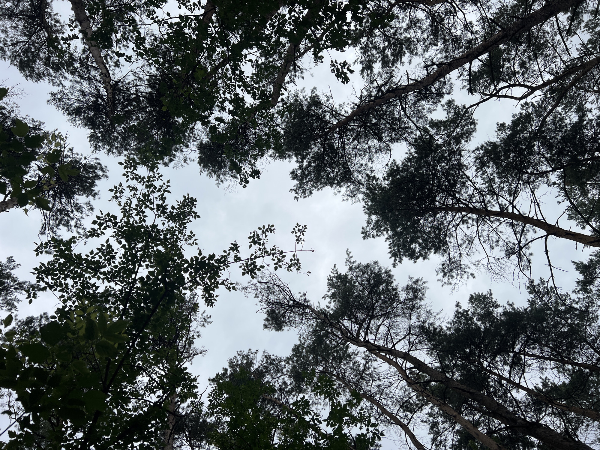 This is a low-angle shot looking up at a canopy of trees against an overcast sky. The scene is dominated by the dark silhouettes of pine trees with their needle-like leaves and the lighter green foliage of deciduous trees. The branches of the trees crisscross and overlap, creating a complex pattern against the pale sky. Some branches are bare and spindly, while others are thick and laden with leaves. The sky is a uniform gray, suggesting a cloudy or overcast day. There are no people or visible objects in the frame, and the focus is entirely on the natural elements of the forest. The time of day is indeterminable due to the diffused light. The overall impression is one of being immersed in a dense forest, looking up at the sky through the natural ceiling of leaves and branches. There is no visible text in the image.
