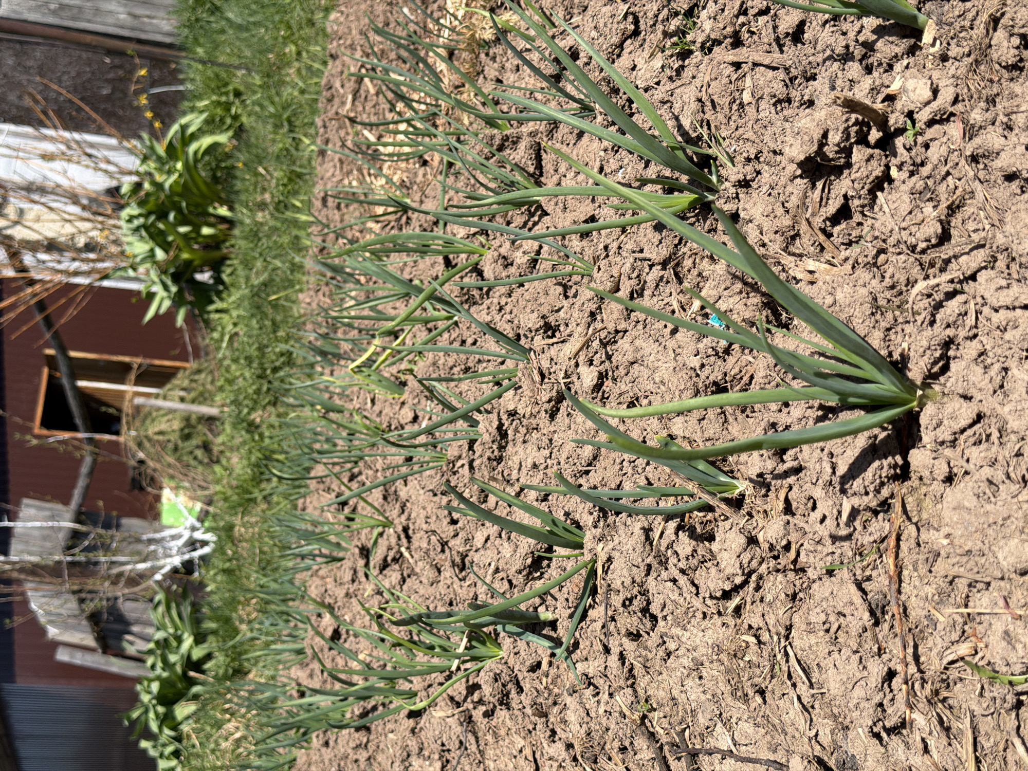 The image depicts a row of green onion plants growing in dry, cracked soil. The plants are positioned close together in a straight line along a garden bed. To the left of the onions is a patch of green plants and shrubs. A weathered wooden fence and part of a red building are partially visible in the background. The scene is outdoors in daylight. It is unknown if this photo was taken in Ol'khovo, Russia, as there are no identifying markers.