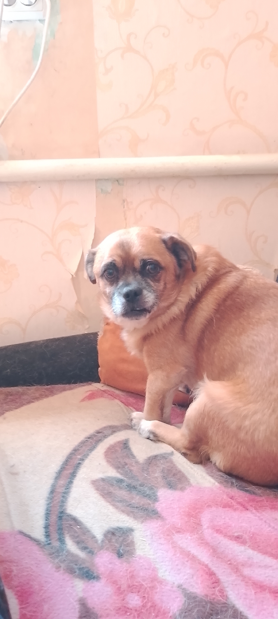 A small, tan dog with dark eyes and a graying muzzle sits on a patterned blanket. The dog is looking towards the camera. Behind the dog, a wall is visible with peeling floral wallpaper. A pipe runs horizontally across the upper part of the image, above the wallpaper. To the left, a white electrical outlet with a cord is attached to the wall. The scene appears to be indoors, possibly in a residential setting. The location is identified as Belgorod, Russia.
