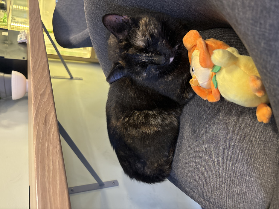 A tortoiseshell cat with a coat of black, dark brown, and orange-brown markings rests on a dark gray upholstered surface, likely an armchair or sofa. The cat's eyes are closed or heavily squinted, and a small white spot is present near its mouth. Adjacent to the cat, on the same upholstered surface, lies a yellow plush toy with orange features resembling a duck or lion cub, positioned on its back. The immediate background consists of a pale yellow wall. A light-colored wooden shelf, supported by gray metal brackets, is mounted on this wall. A small, light pink bowl is visible on the shelf. Further back, partially obscured, are a gray plant pot and several translucent green and yellow items, suggesting a commercial interior, potentially a cafe or bar. The scene is situated in Budva, Montenegro.