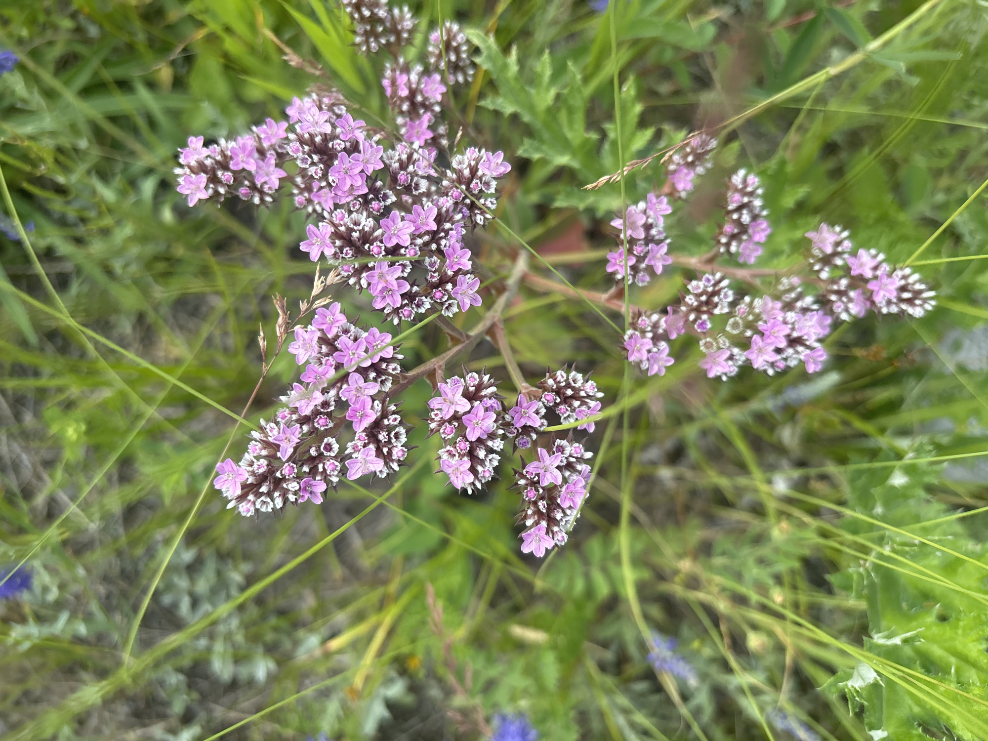 The image shows a close-up, top-down view of a cluster of small pink and white flowers on a stem, surrounded by green grass and foliage. The background is blurred, suggesting a natural outdoor setting. There are no people or discernible man-made objects in the frame. The lighting appears to be natural daylight, with soft shadows indicating an overcast or shaded environment. The composition focuses on the delicate details of the flowers. The image does not provide any information about its location in Shida, Russia.