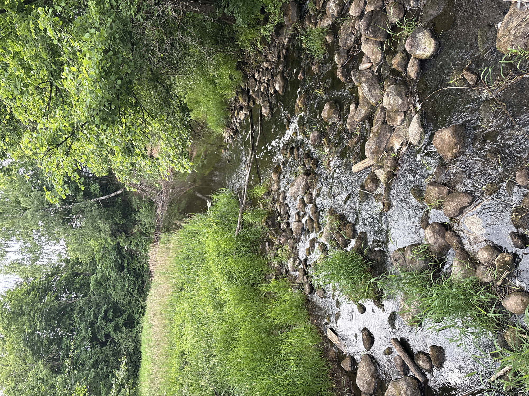 The image shows a shallow, rocky stream flowing through a natural environment. The stream is filled with numerous stones of varying sizes, some partially submerged in the dark, reflective water. Patches of bright green grass grow among the rocks and along the banks. The stream is flanked by lush vegetation; on the left, tall grasses and reeds grow up to a tree line, and on the right, overhanging trees with vibrant green leaves cast shadows onto the water. Fallen branches and logs are present in and around the stream. The overall scene suggests a tranquil, undeveloped natural area. The image does not contain any people or identifiable man-made structures.