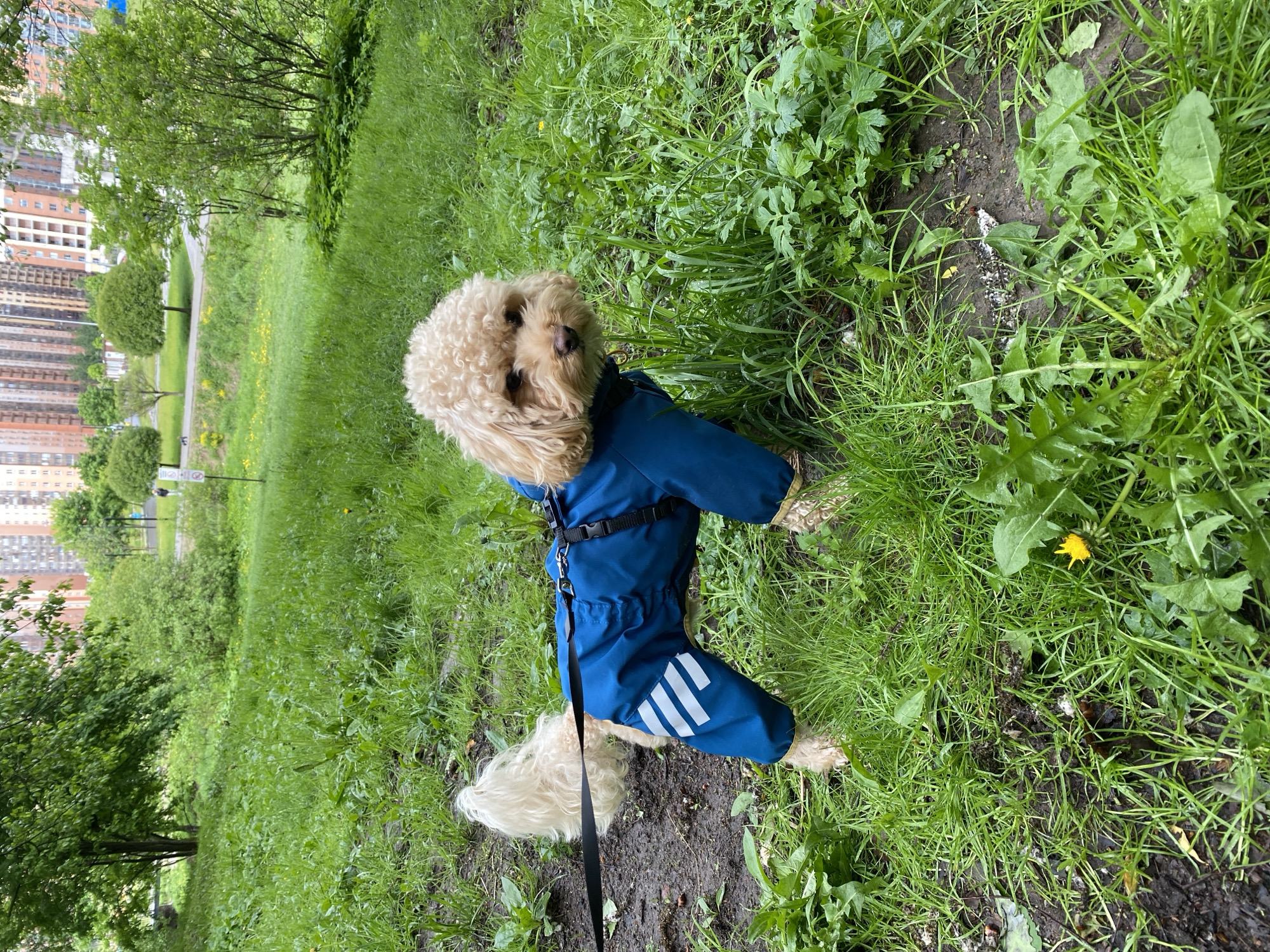 A medium shot depicts a small, light-beige poodle wearing a dark blue, full-body raincoat with white reflective stripes on its hind legs. The dog is standing on grass and bare soil, with patches of dense green vegetation surrounding it. A black leash is attached to its harness. In the background, a grassy field slopes upwards toward a paved pathway. Beyond the pathway are trees and high-rise buildings. The location is a park in the city of Unknown, Unknown.