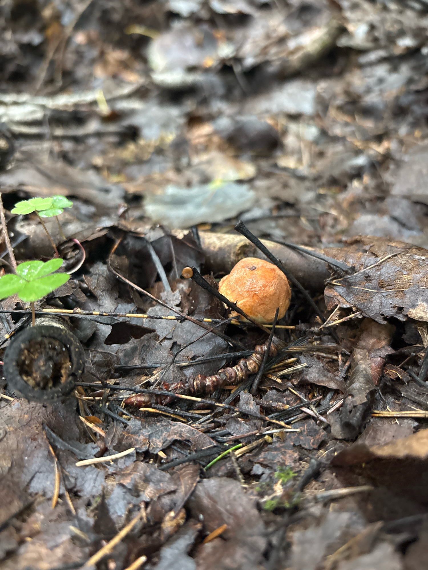 The image shows a close-up view of the forest floor in Uglovo Massiv, Russia. The ground is covered with fallen leaves, twigs, and pine needles. A small, orange mushroom is growing among the debris, with a few green sprouts of clover nearby. The scene is natural and undisturbed, suggesting a quiet moment in nature.