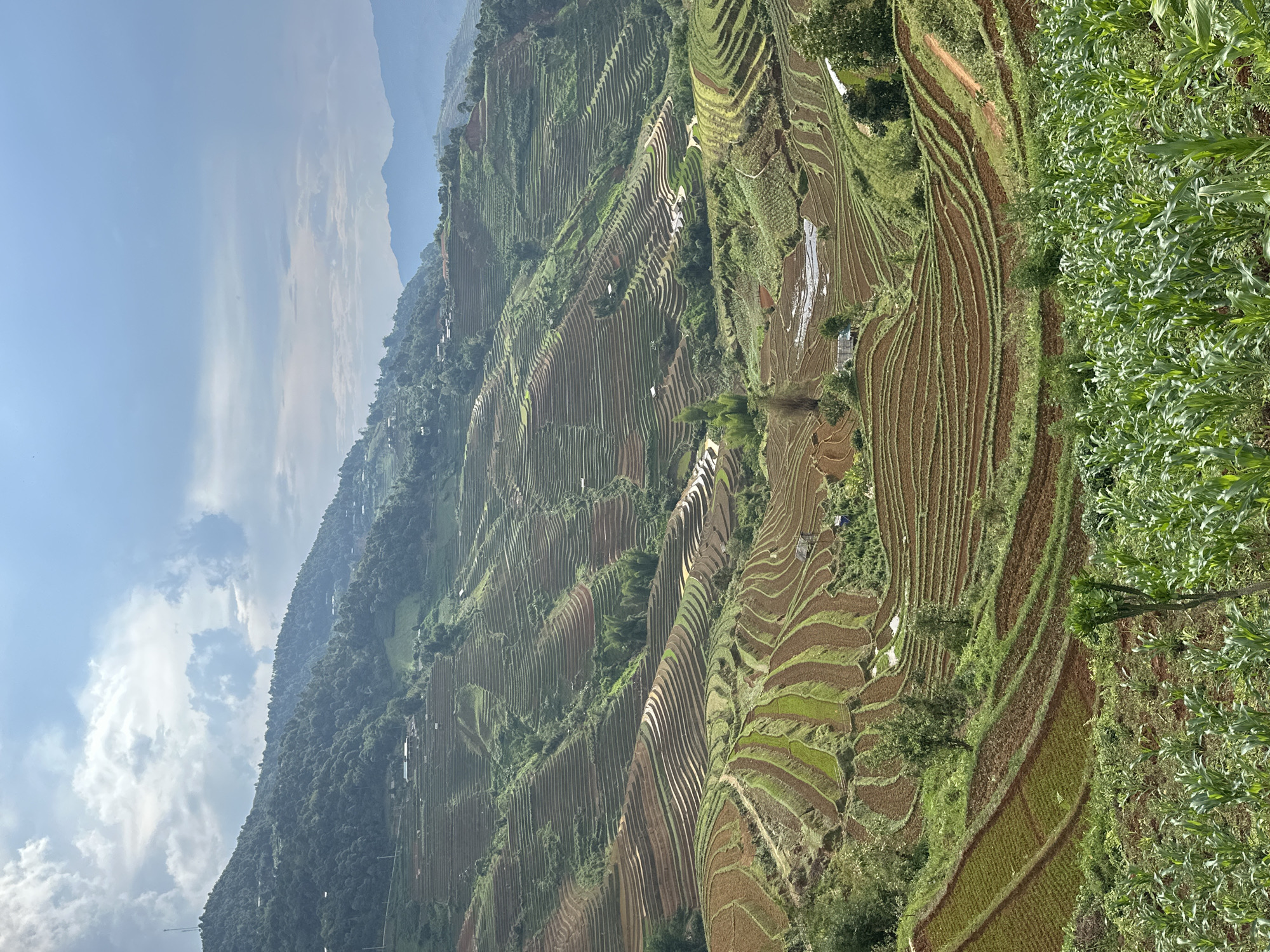 This media file presents a panoramic view of the stunning terraced rice fields in Lao Chai, Vietnam, showcasing a vast agricultural landscape carved into steep mountain slopes. The scene is dominated by countless, winding terraces that follow the natural contours of the hills, creating intricate, organic patterns across the terrain.
Many terraces are filled with water, reflecting the bright, clear blue sky above, while others are cultivated with vibrant young green crops, likely rice paddies in various stages of growth. Patches of rich brown, bare earth are also visible, indicating recently prepared fields or those awaiting planting. Small, simple structures, possibly houses or agricultural shelters, are scattered discreetly within the terraced areas and on the greener slopes, suggesting human presence and ongoing farming life.
In the foreground, a dense field of tall, lush green plants, resembling corn, stands prominently on the right side of the image, adding another layer of agricultural activity to the scene. Beyond the intricately designed fields, large, verdant mountains rise in the distance, their peaks receding into a light atmospheric haze, further emphasizing the mountainous setting. The sky is bright blue with scattered white, fluffy clouds, indicating a clear and pleasant day, likely morning or early afternoon, given the soft, even light.
The image captures the immense scale of human ingenuity in adapting to and shaping the natural environment for agriculture. No people are explicitly visible, and there is no discernible text within the image.